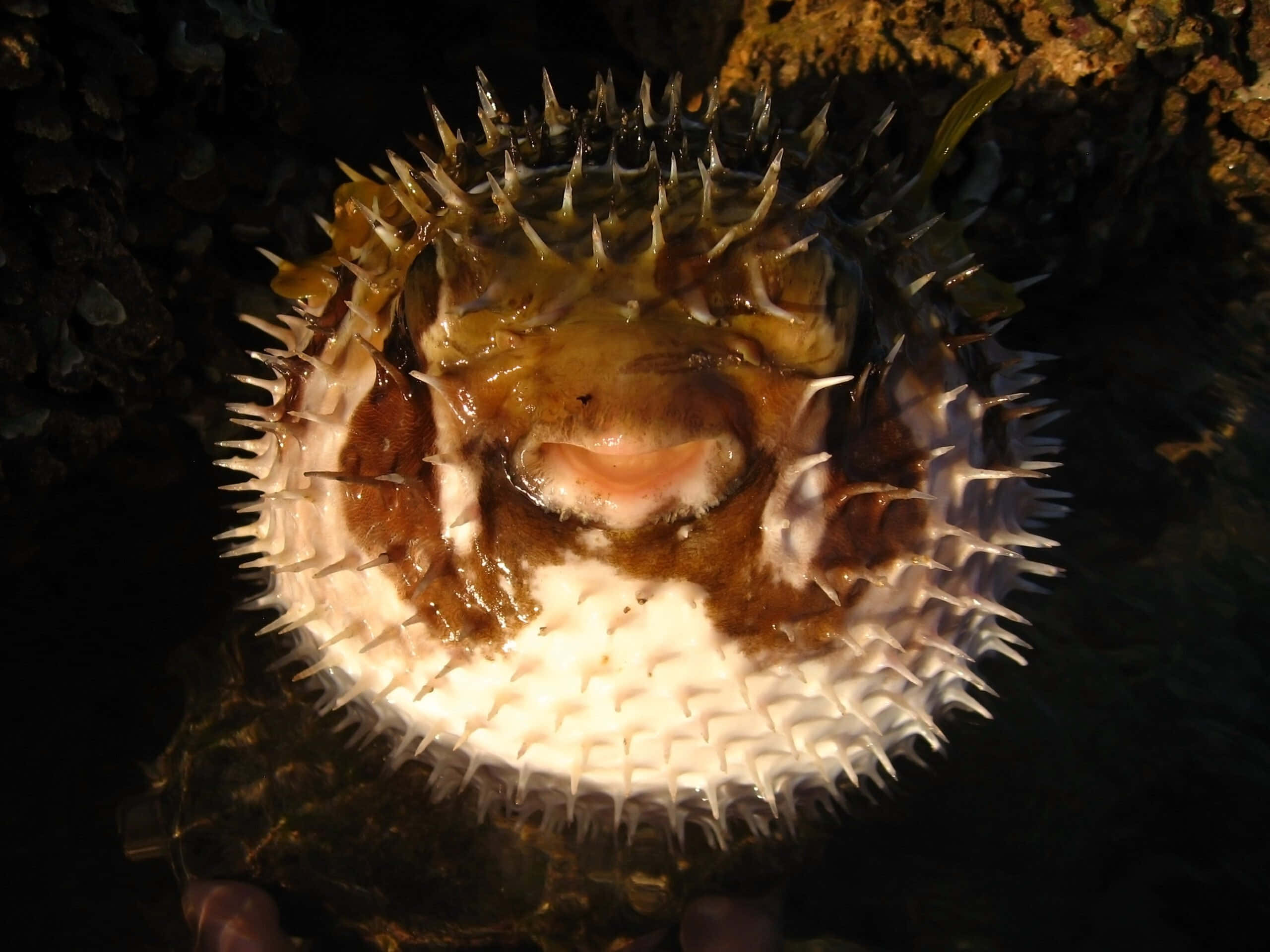 pufferfish, white spines, brown patches, 2K Desktop Wallpaper