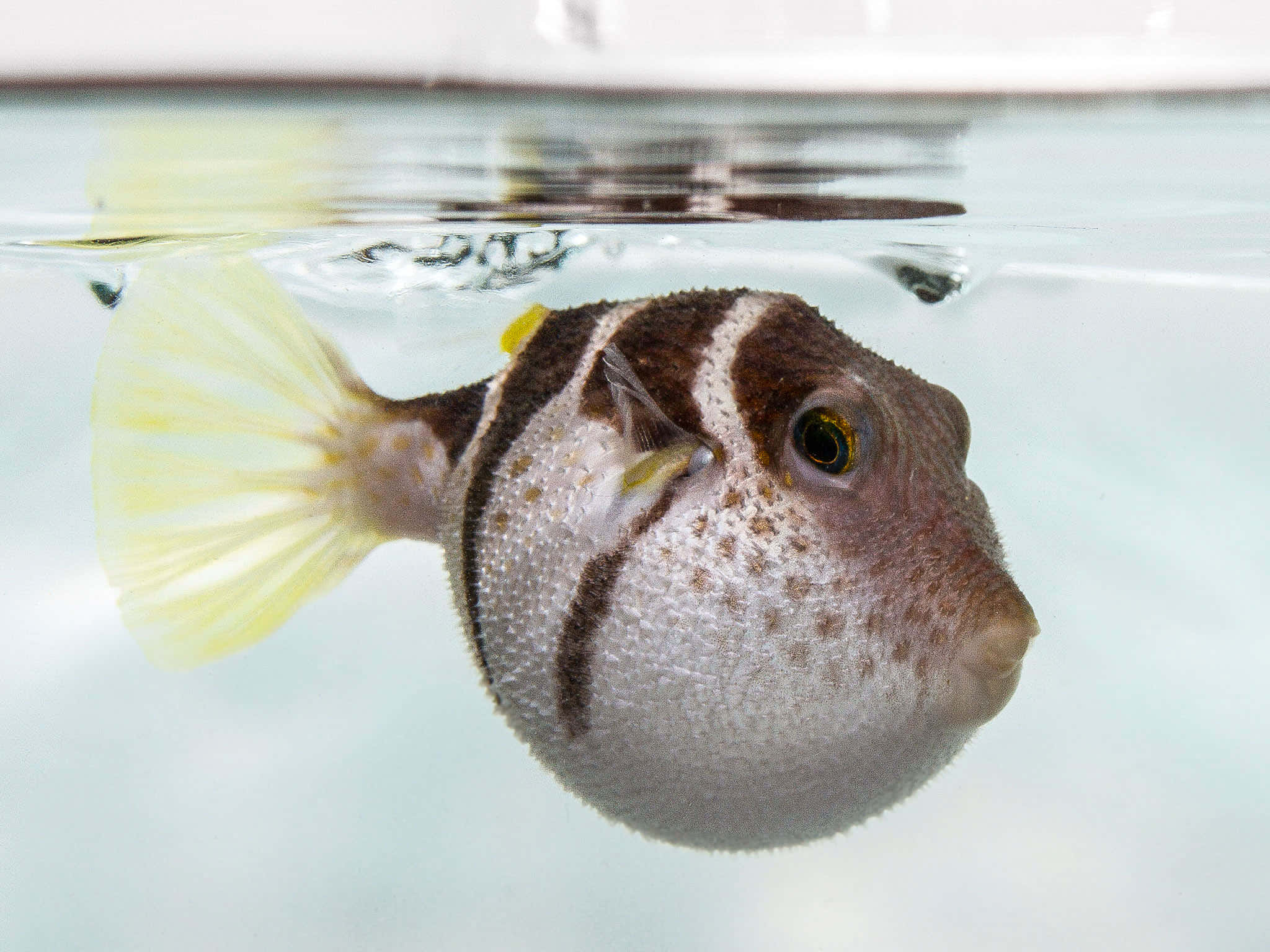 pufferfish, brown stripes, yellow tail, Full HD Desktop Wallpaper