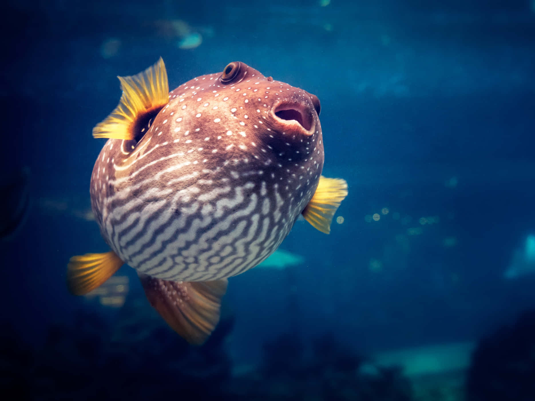 spotted pufferfish, yellow fins, deep blue ocean water, HD Desktop Wallpaper