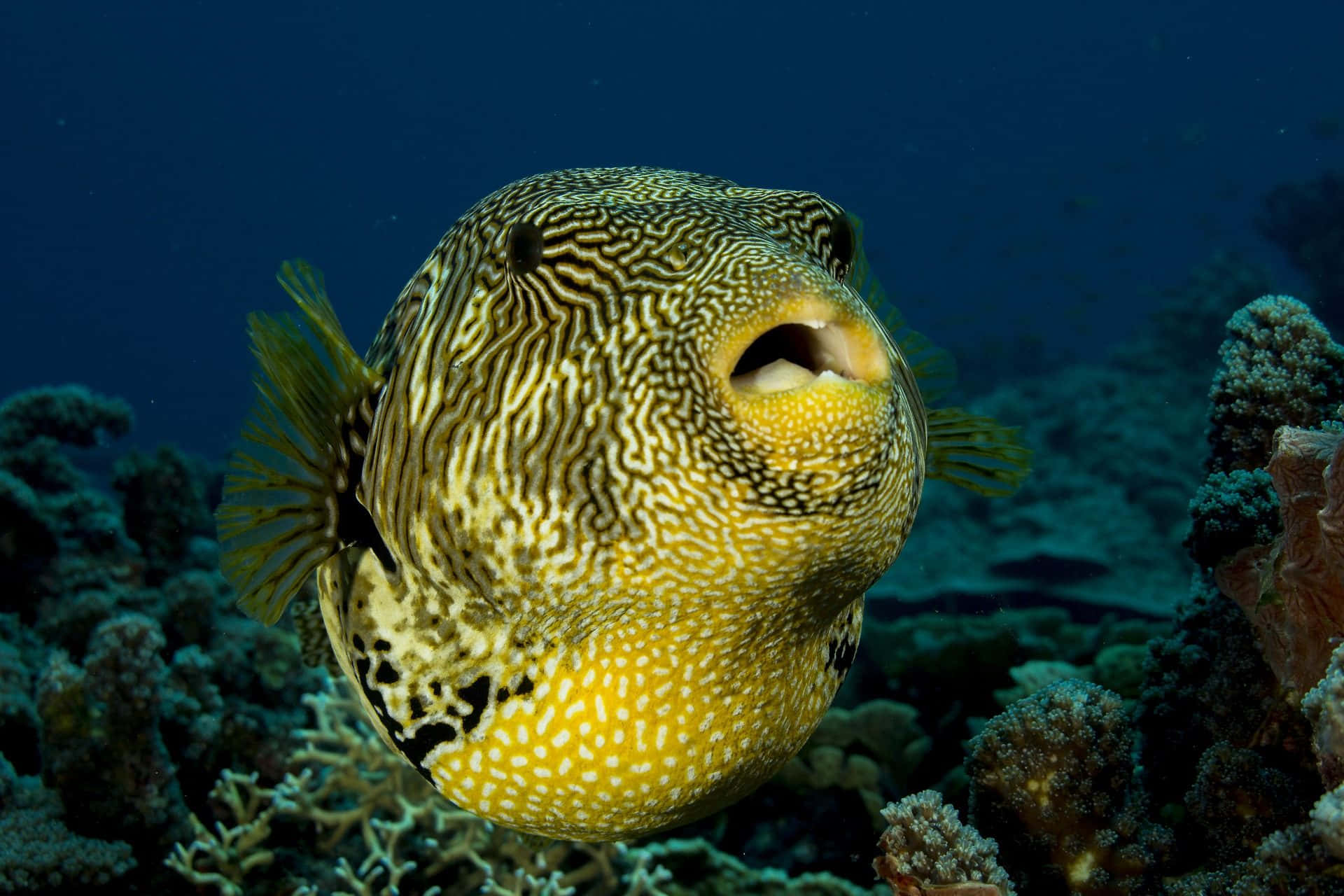 pufferfish, yellow and black patterned, coral reef, Full HD Desktop Wallpaper