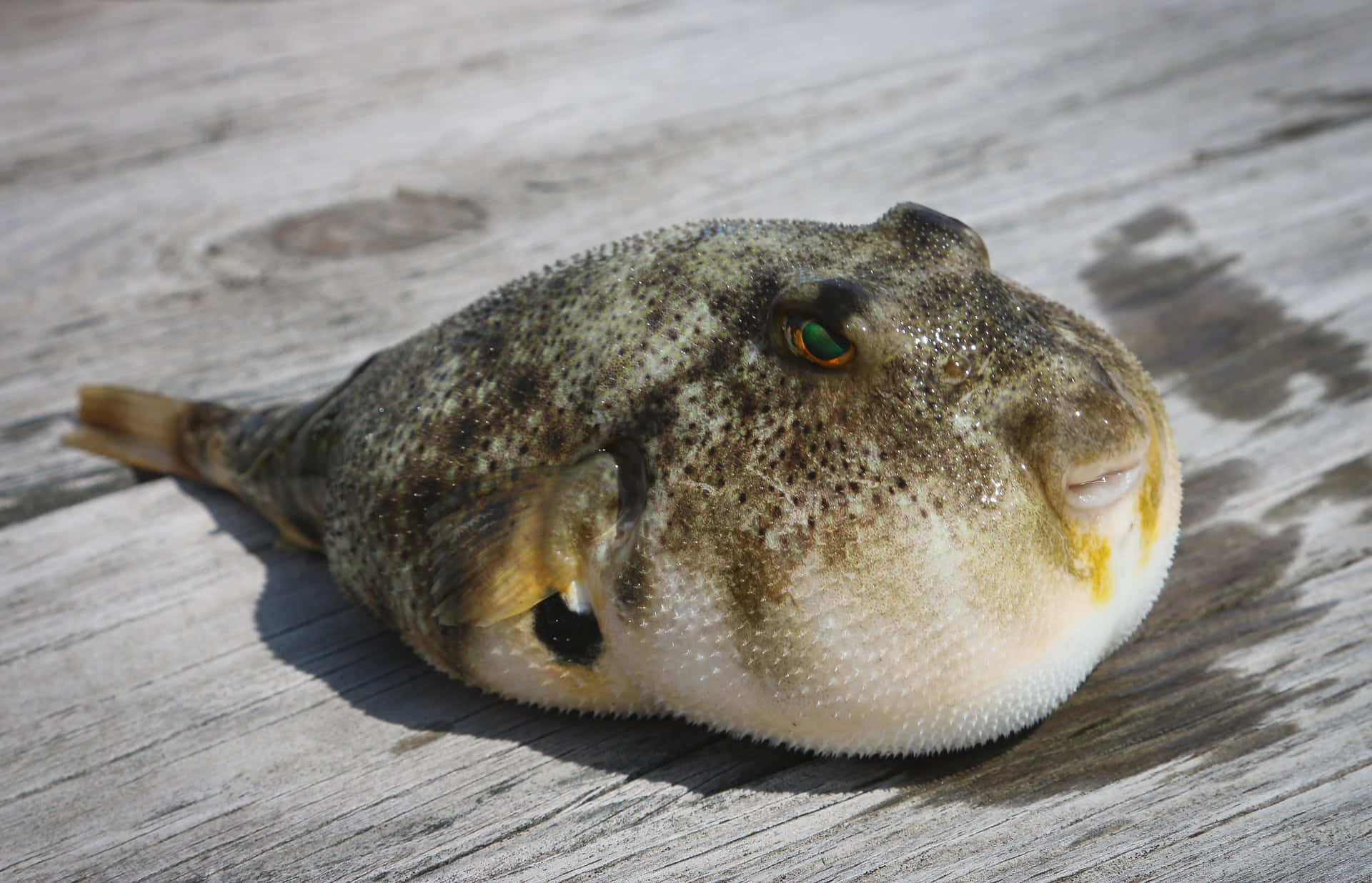 pufferfish, spiky skin, green eye, Full HD Desktop Wallpaper