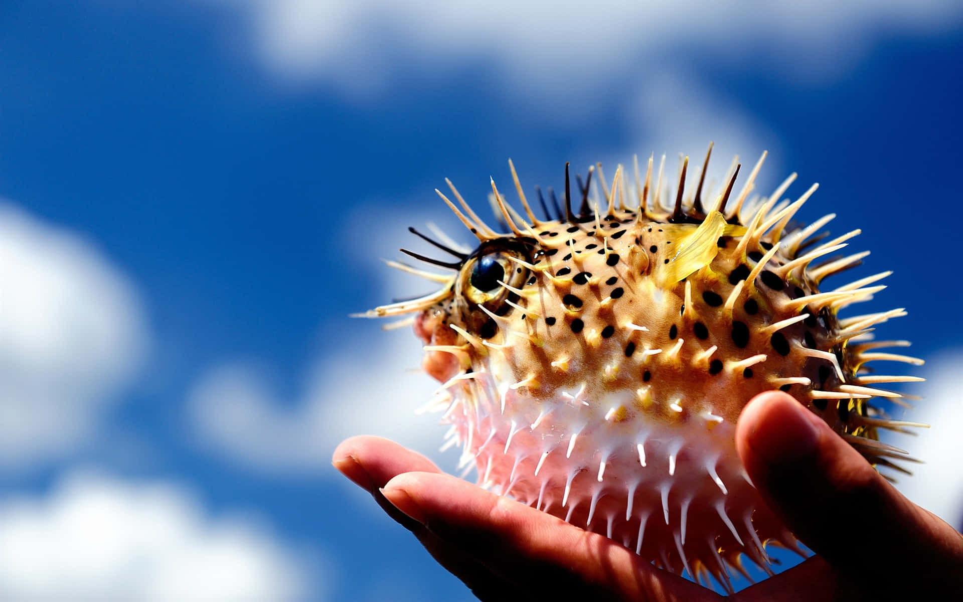 pufferfish, bright blue sky, fluffy white clouds, Full HD Desktop Wallpaper