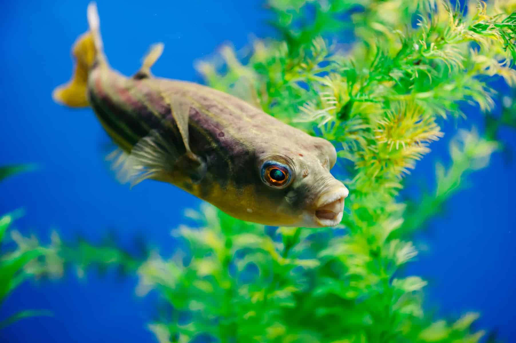 pufferfish, striped body, large eye, HD Desktop Wallpaper
