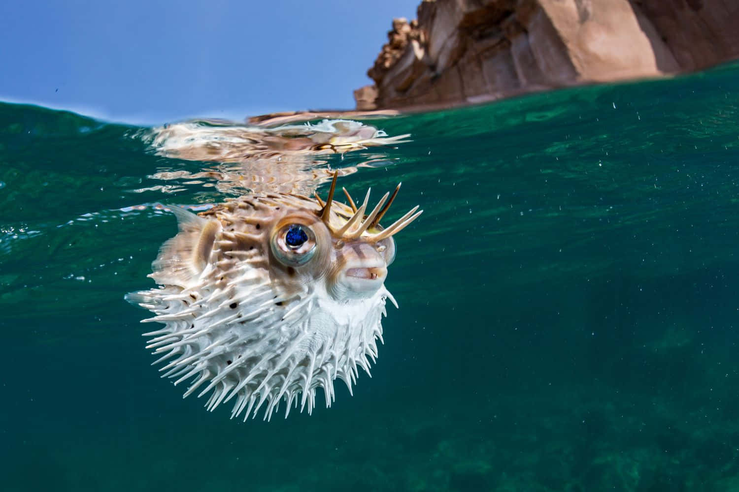 pufferfish, spiky white skin, large blue eye, HD Desktop Wallpaper