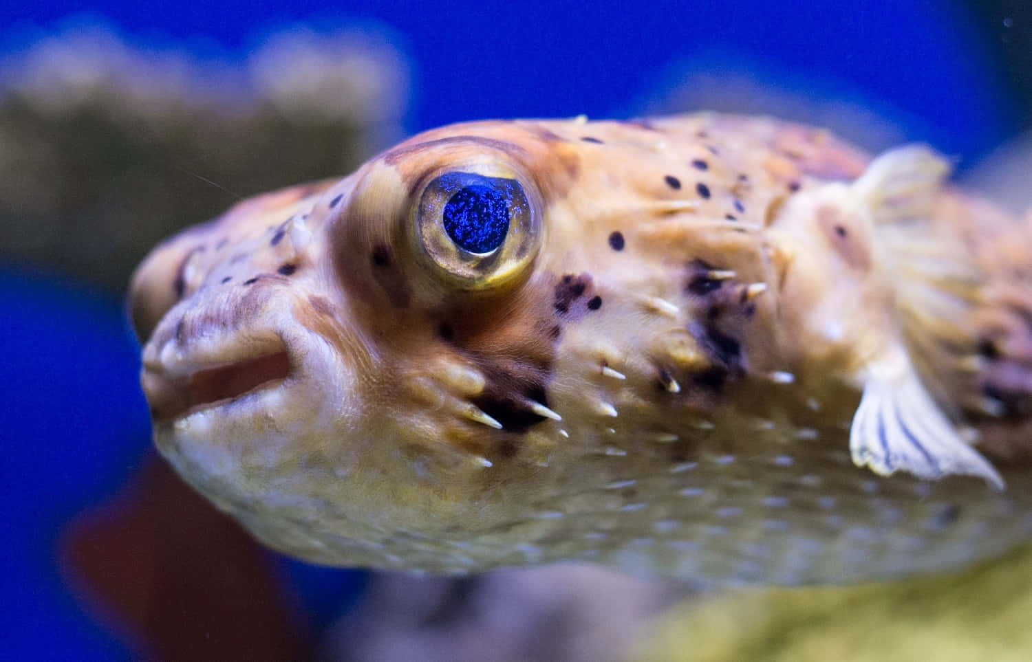 spotted pufferfish, blue eye, deep blue water, HD Desktop Wallpaper