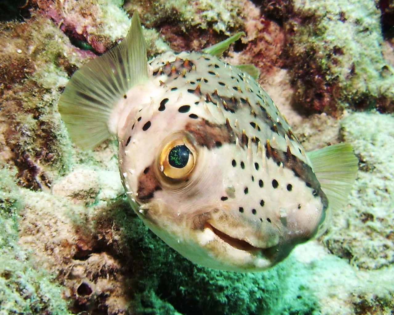 spotted pufferfish, large eyes, spines, HD Desktop Wallpaper