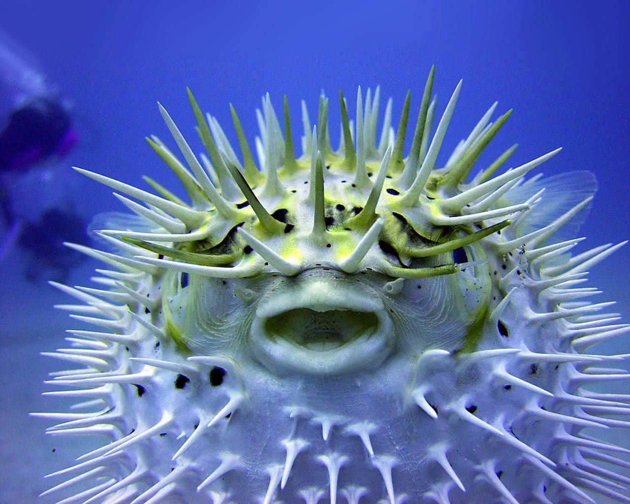pufferfish, white and yellow spikes, deep blue underwater backdrop, HD Desktop Wallpaper