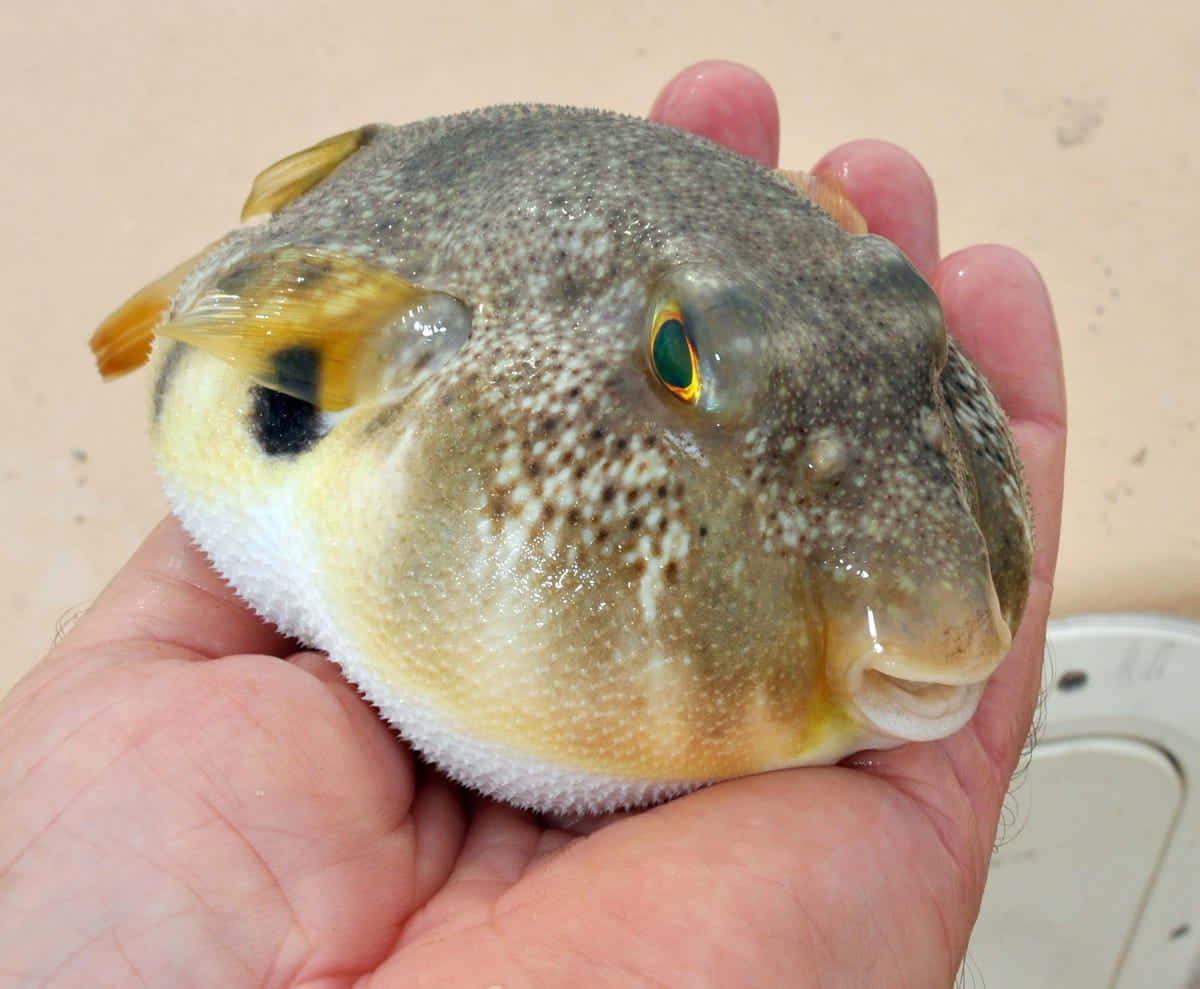 pufferfish, spotted pufferfish, deep ocean, SD Desktop Wallpaper