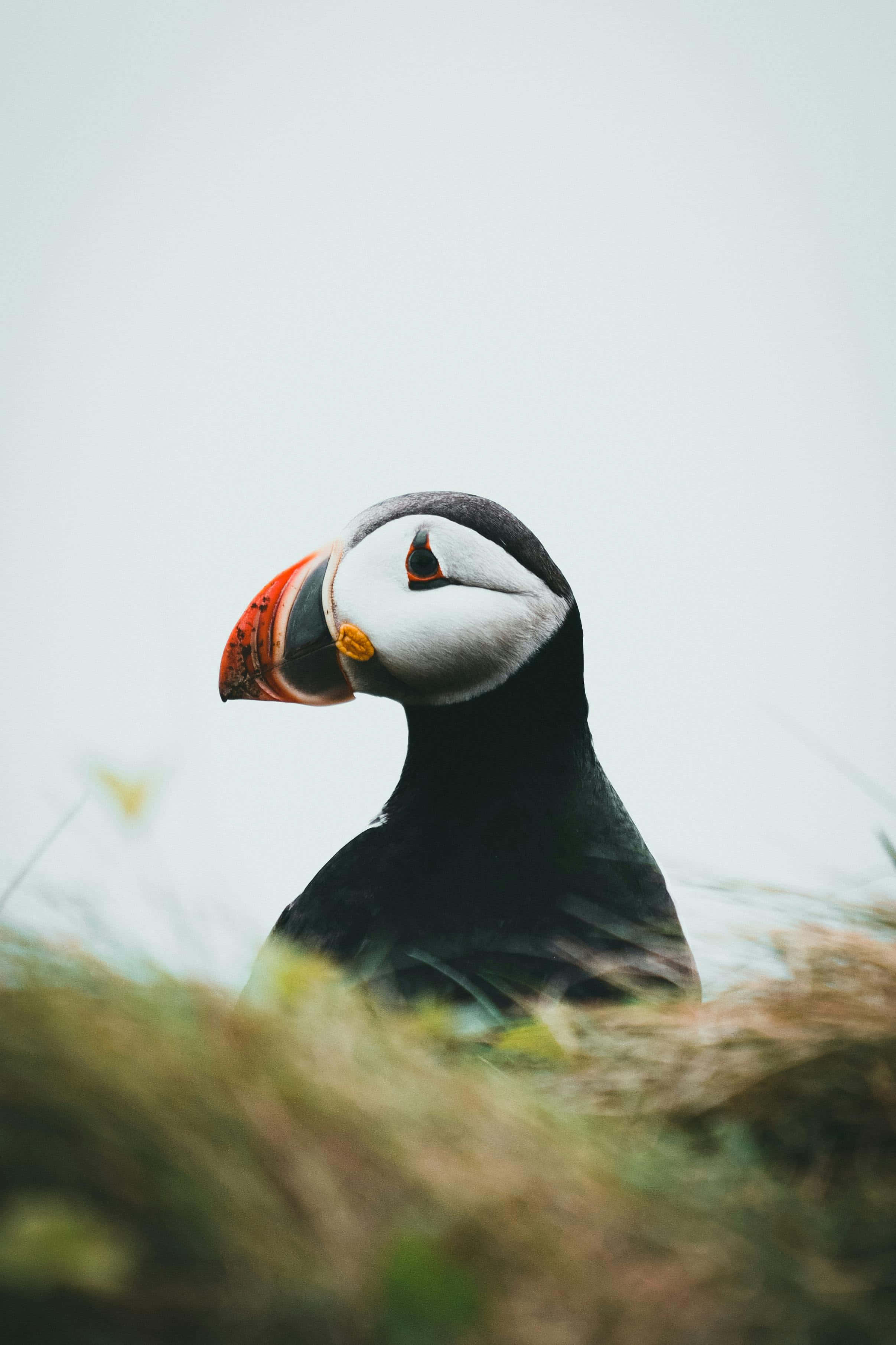 puffin, orange beak, black-and-white feathers, 2K Phone Wallpaper