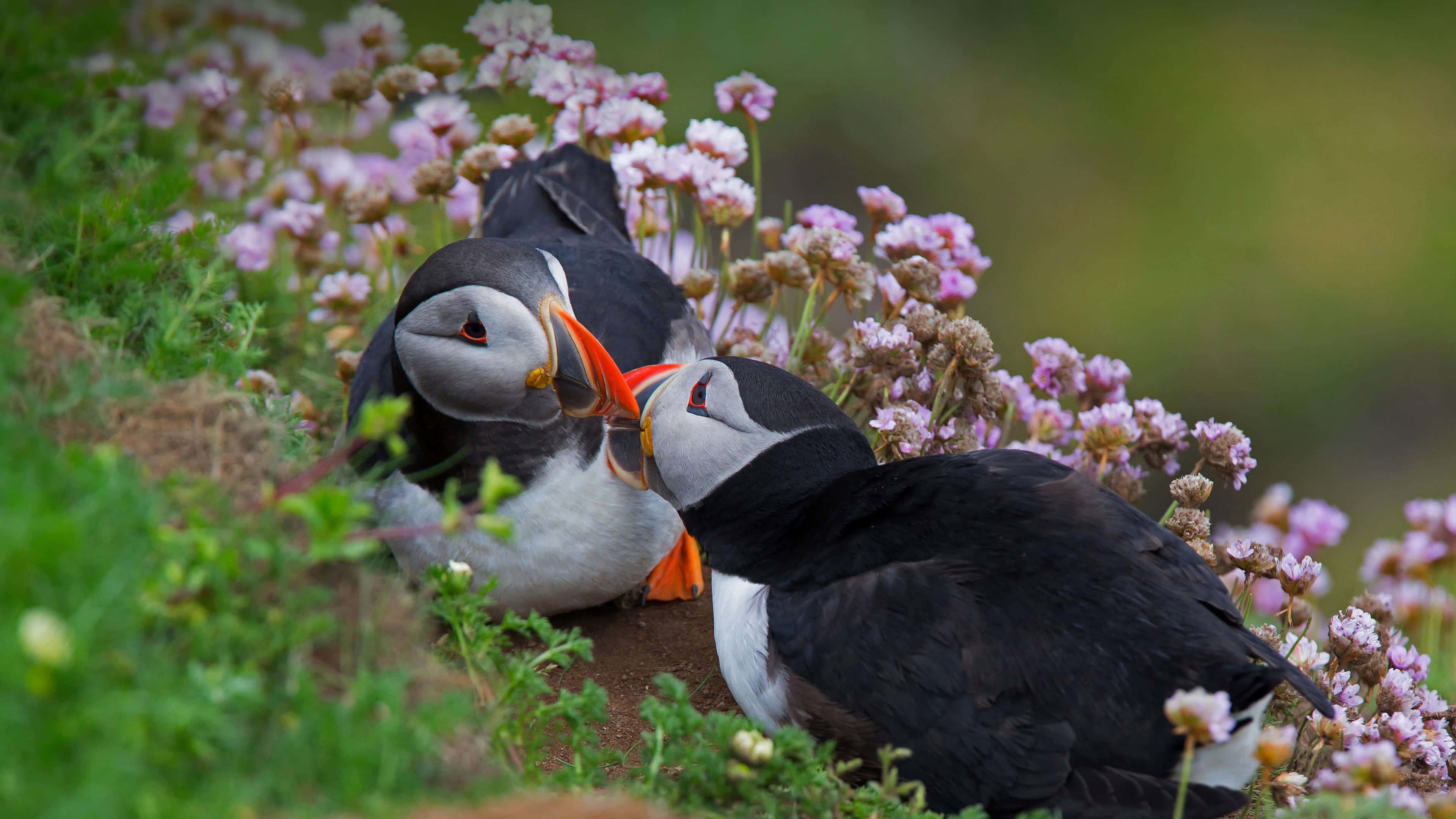 puffins, bright orange beaks, pink flowering plants, 4K Desktop Wallpaper