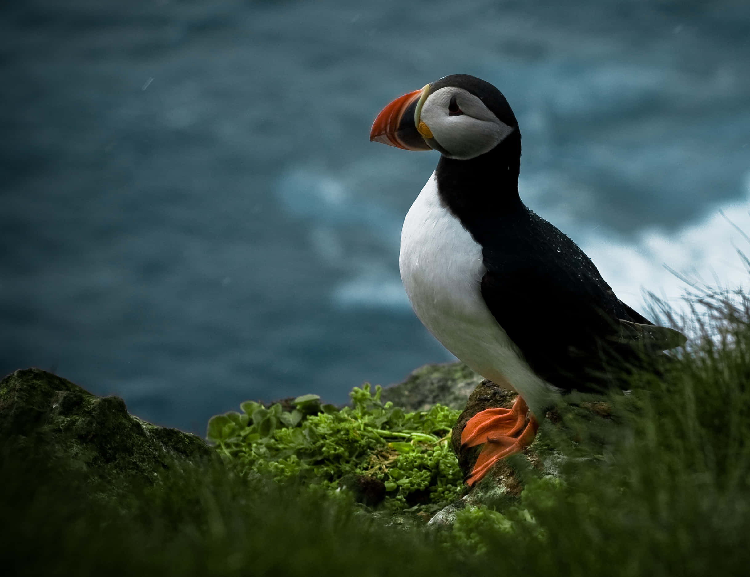 puffin, bright orange beak, mossy cliff, Full HD Desktop Wallpaper