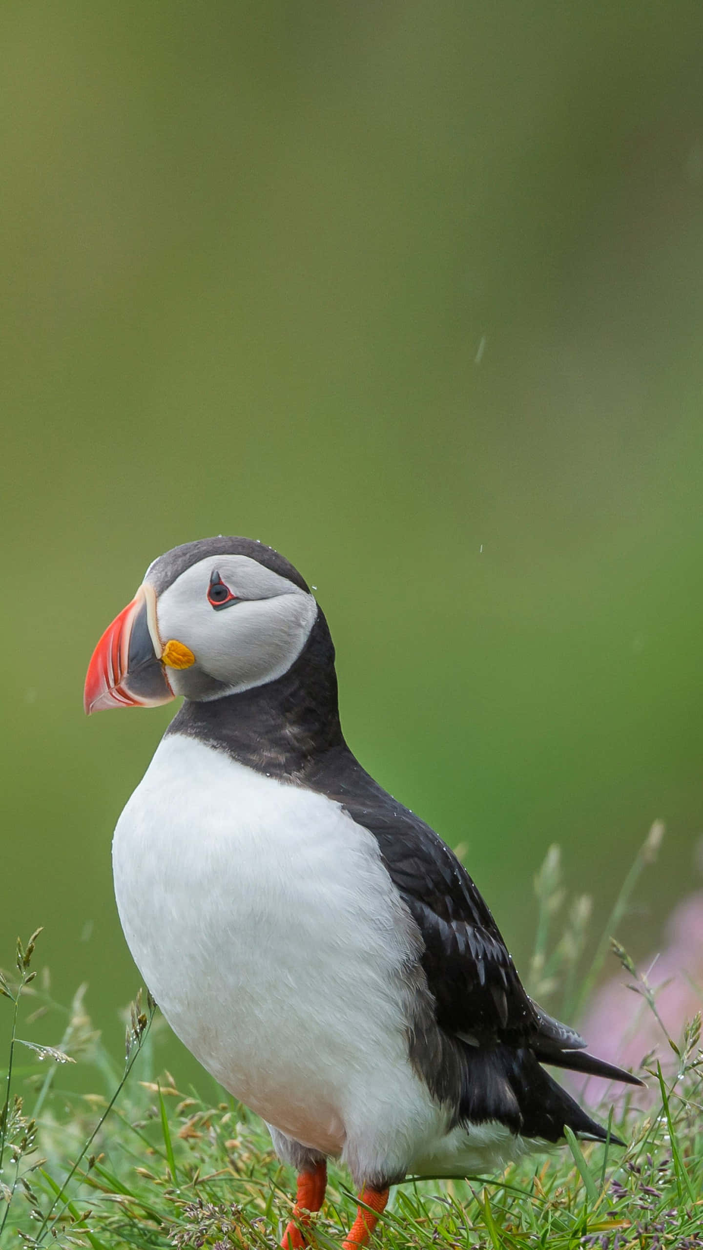 Atlantic Puffinin Grass, puffin, grass, 2K Phone Wallpaper