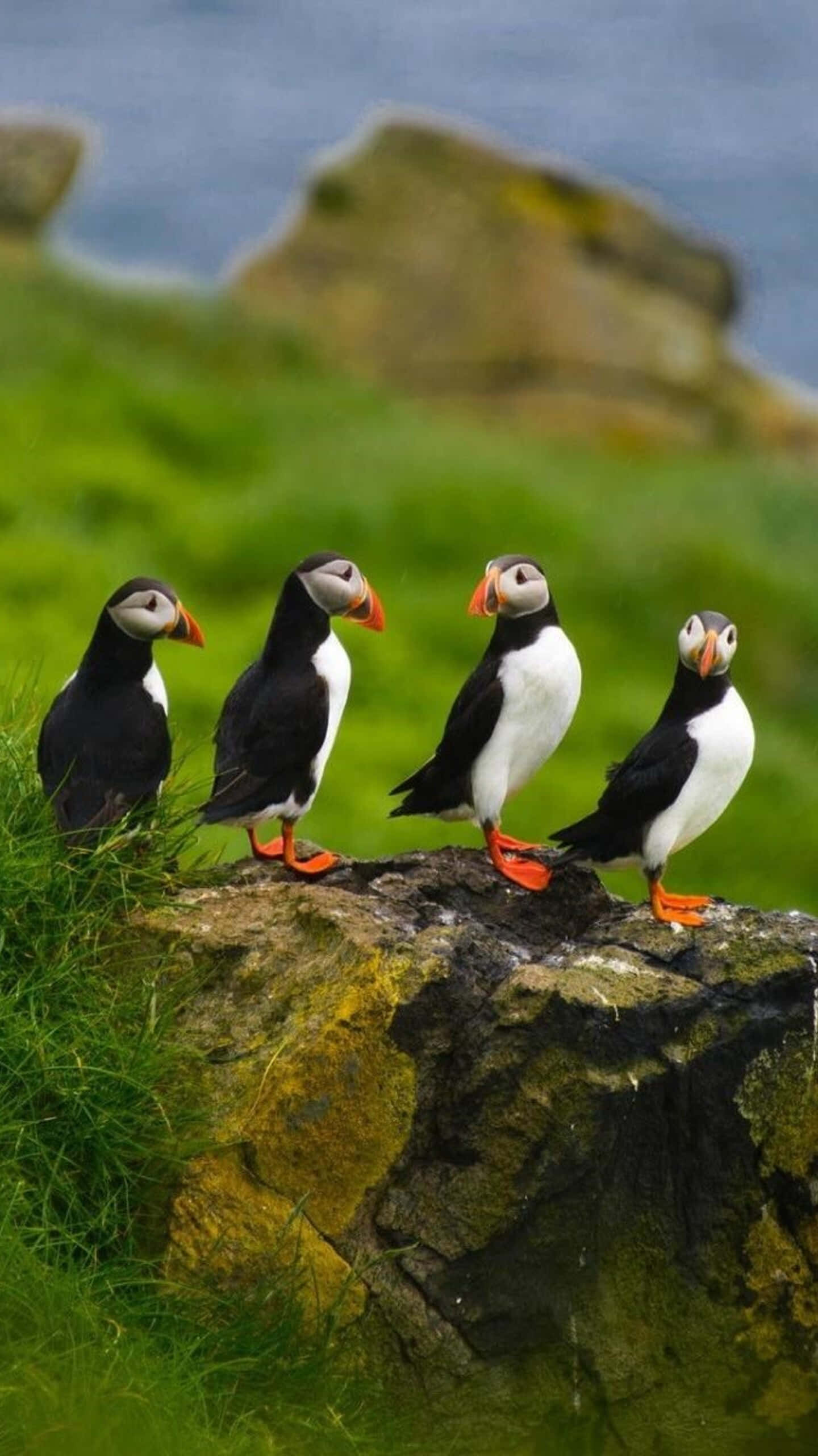 puffins, cliffside, mossy rock, 2K Phone Wallpaper