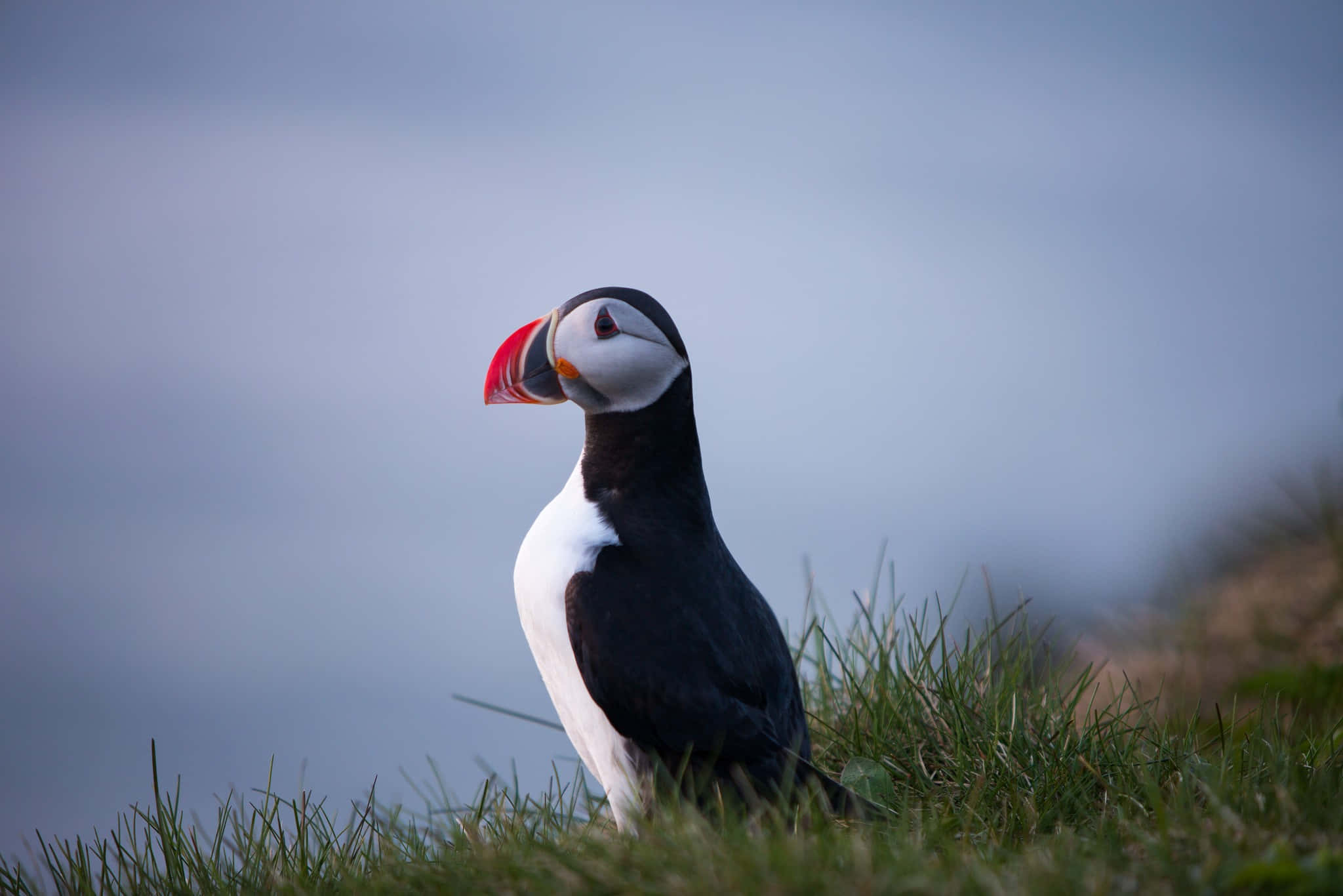 Atlantic Puffinin Grass, puffin, colorful beak, Full HD Desktop Wallpaper
