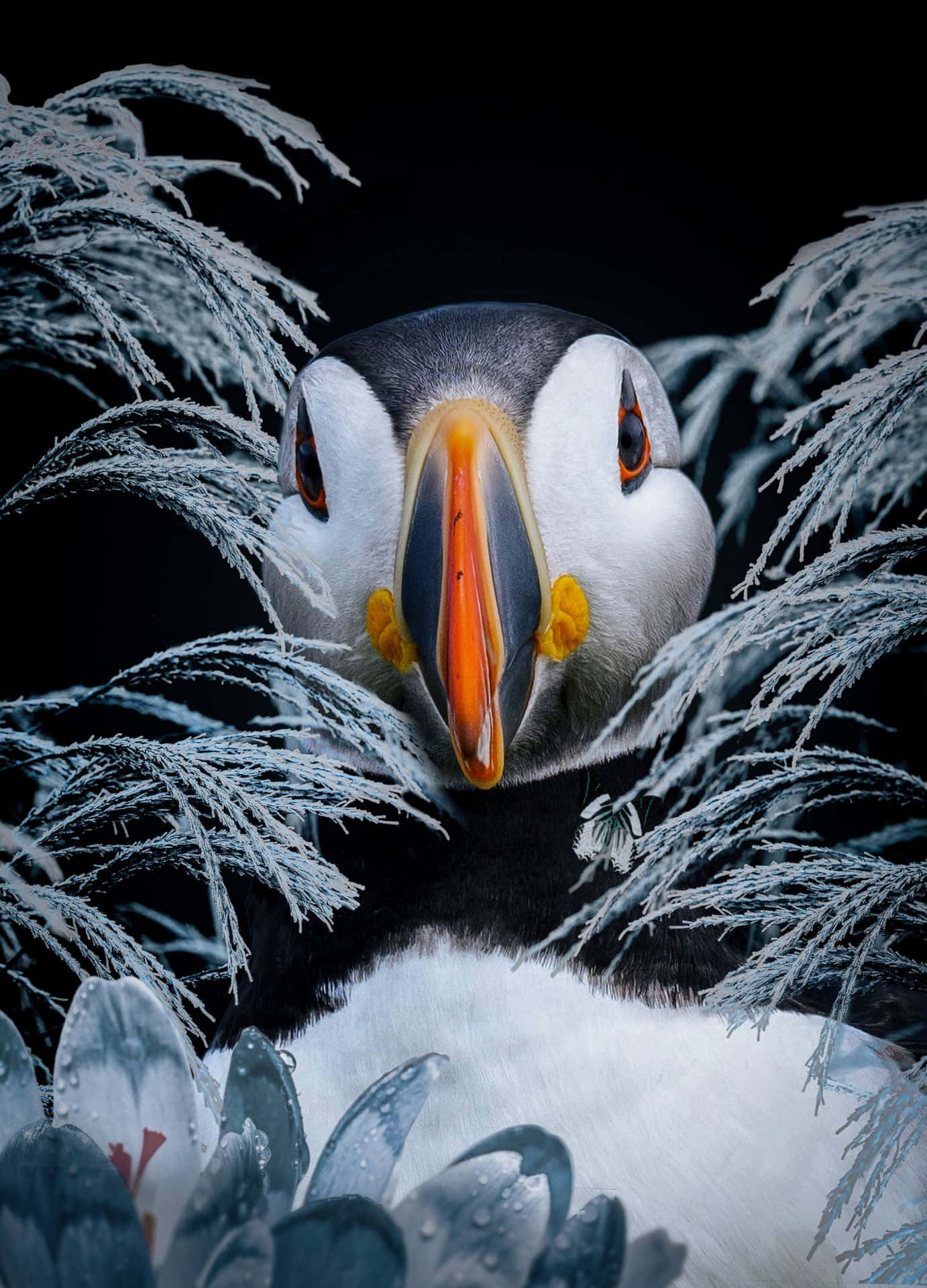 Puffin, orange beak, yellow feet, Full HD Phone Wallpaper