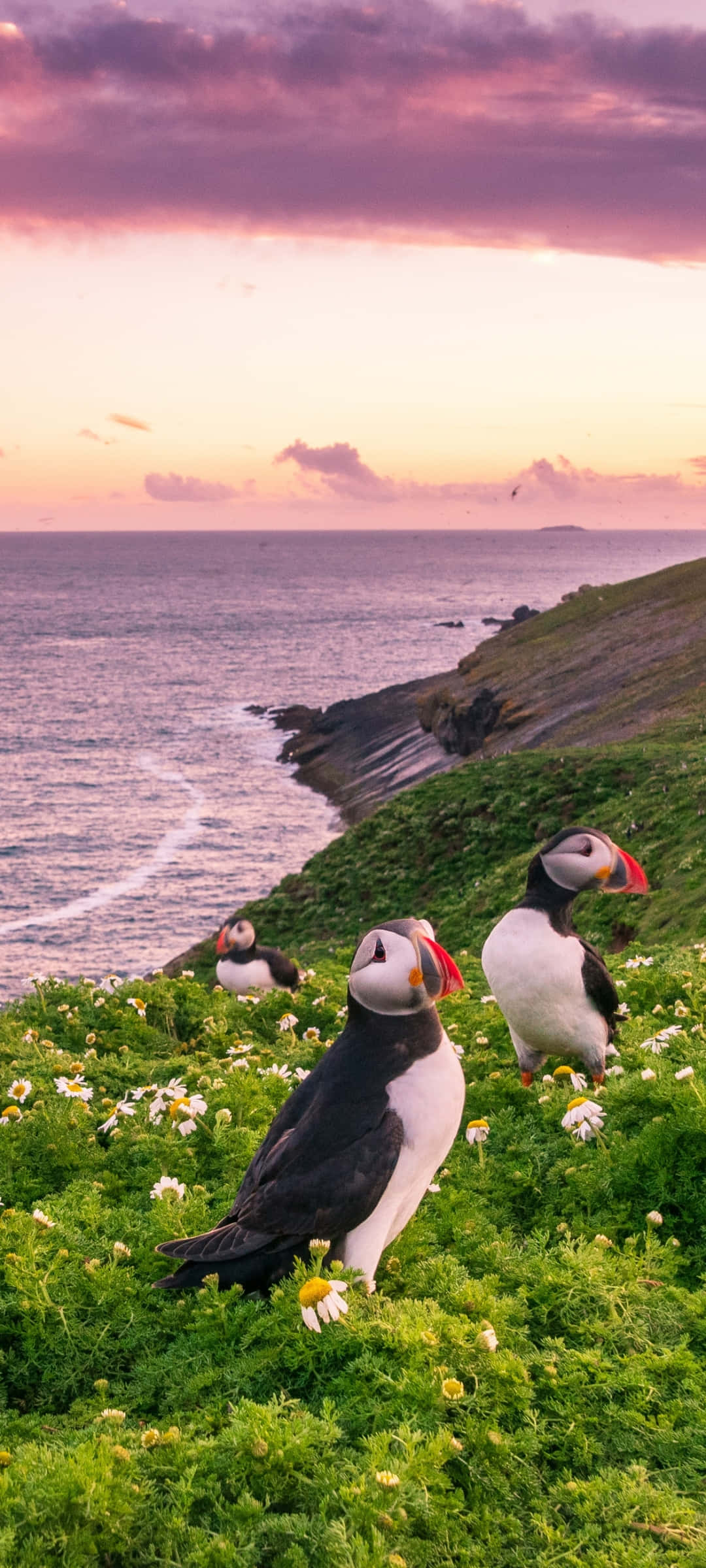 puffins, sunset, coastline, Full HD Phone Wallpaper
