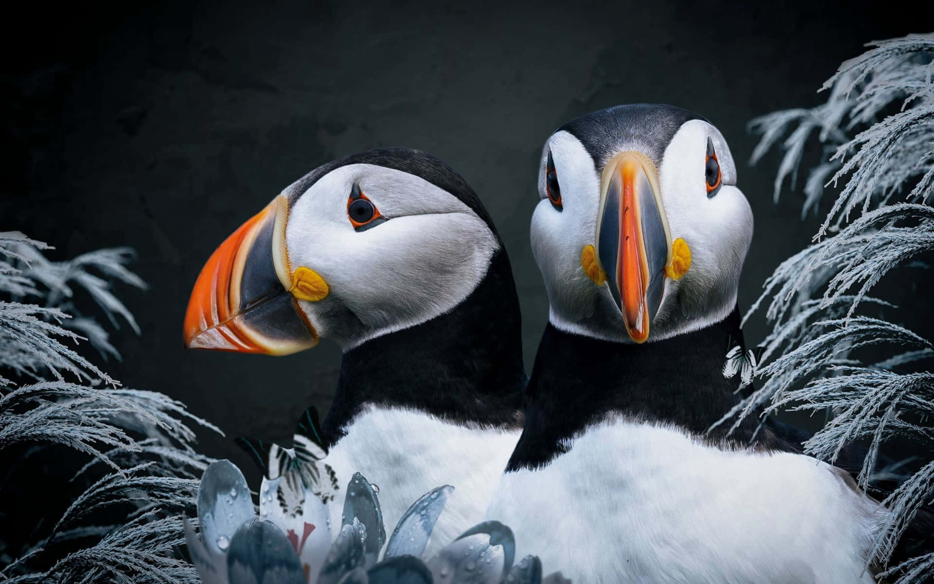 Puffin, frosty feathers, wet shells, Full HD Desktop Wallpaper