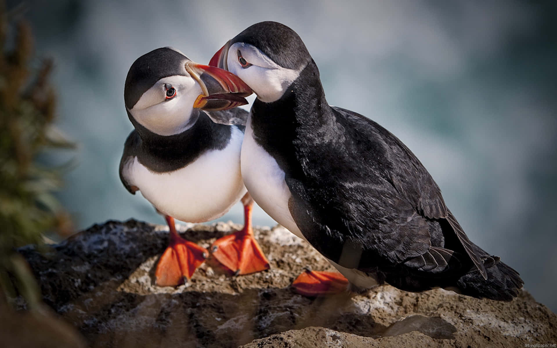 puffins, cliff edge, rocky cliffside, Full HD Desktop Wallpaper