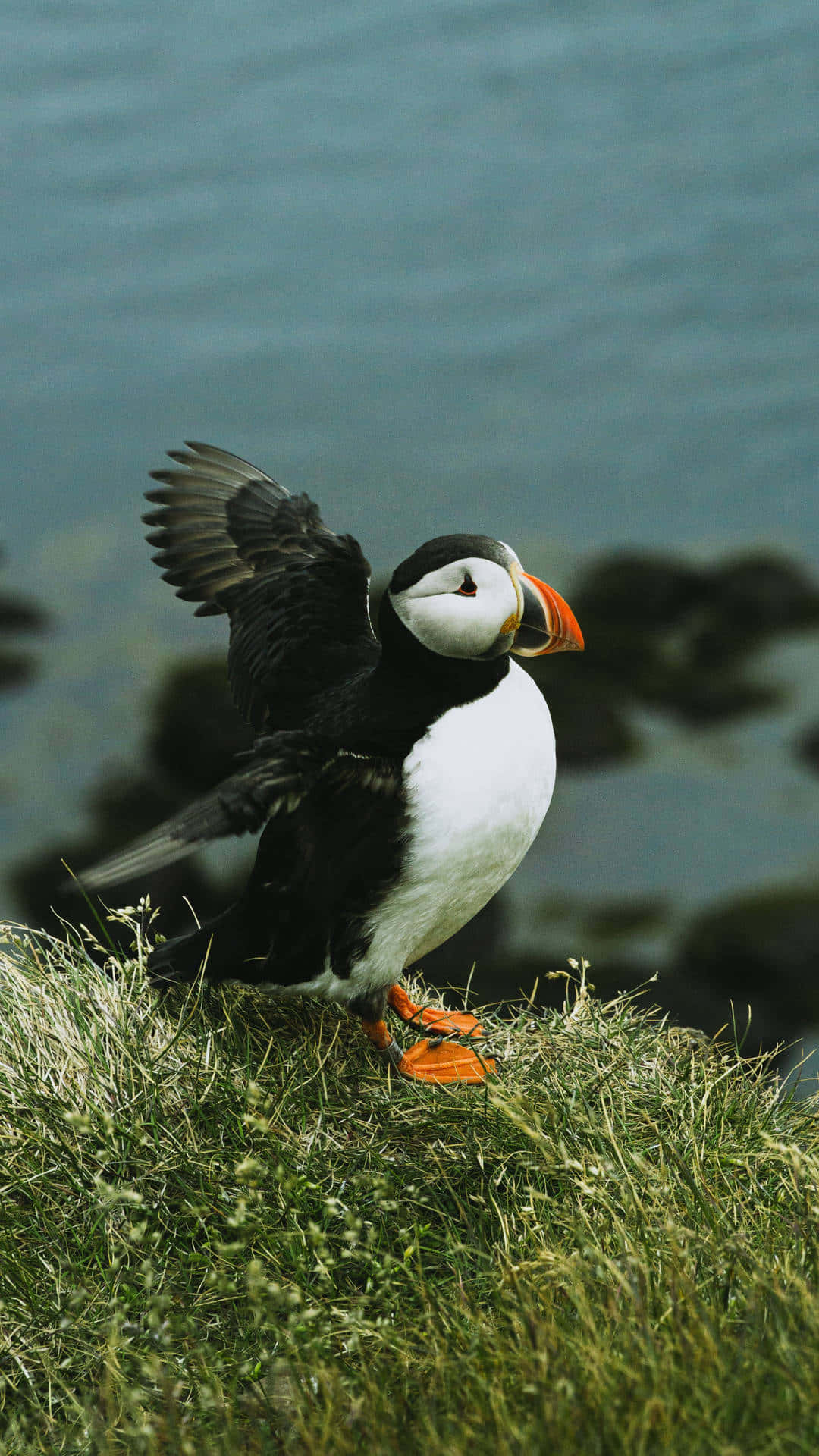 puffin, black and white feathers, bright orange beak, Full HD Phone Wallpaper