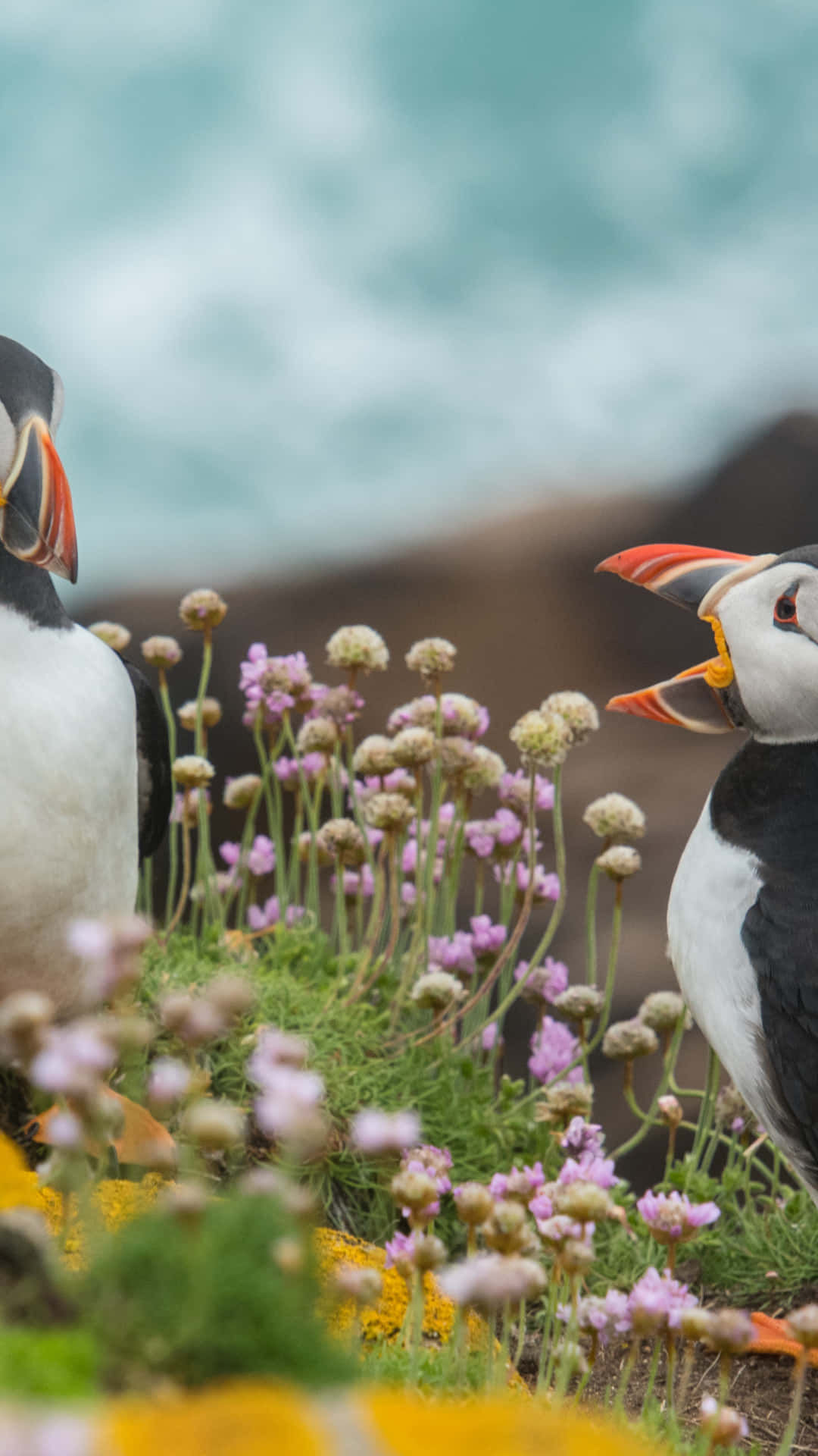 puffins, purple wildflowers, yellow wildflowers, Full HD Phone Wallpaper