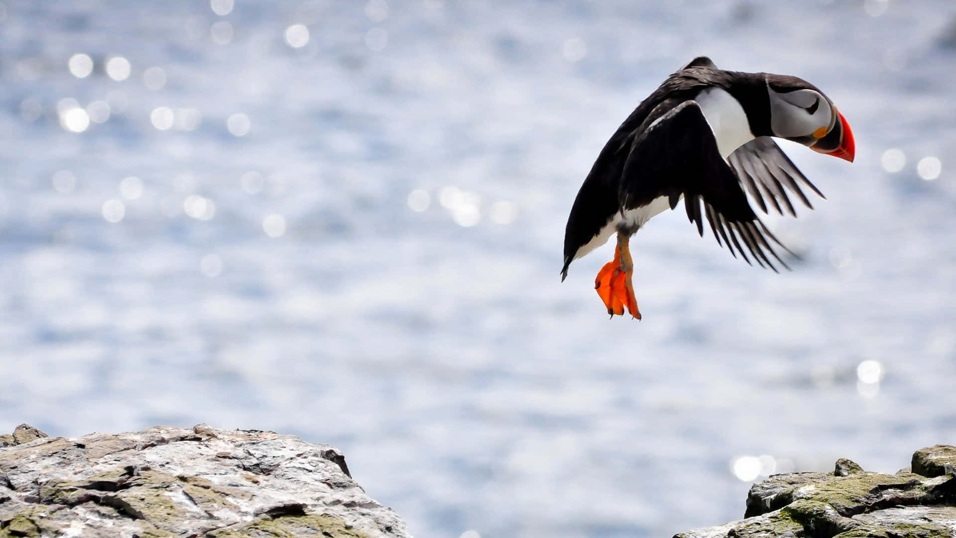 puffin, mid takeoff, sunlit ocean, Full HD Desktop Wallpaper