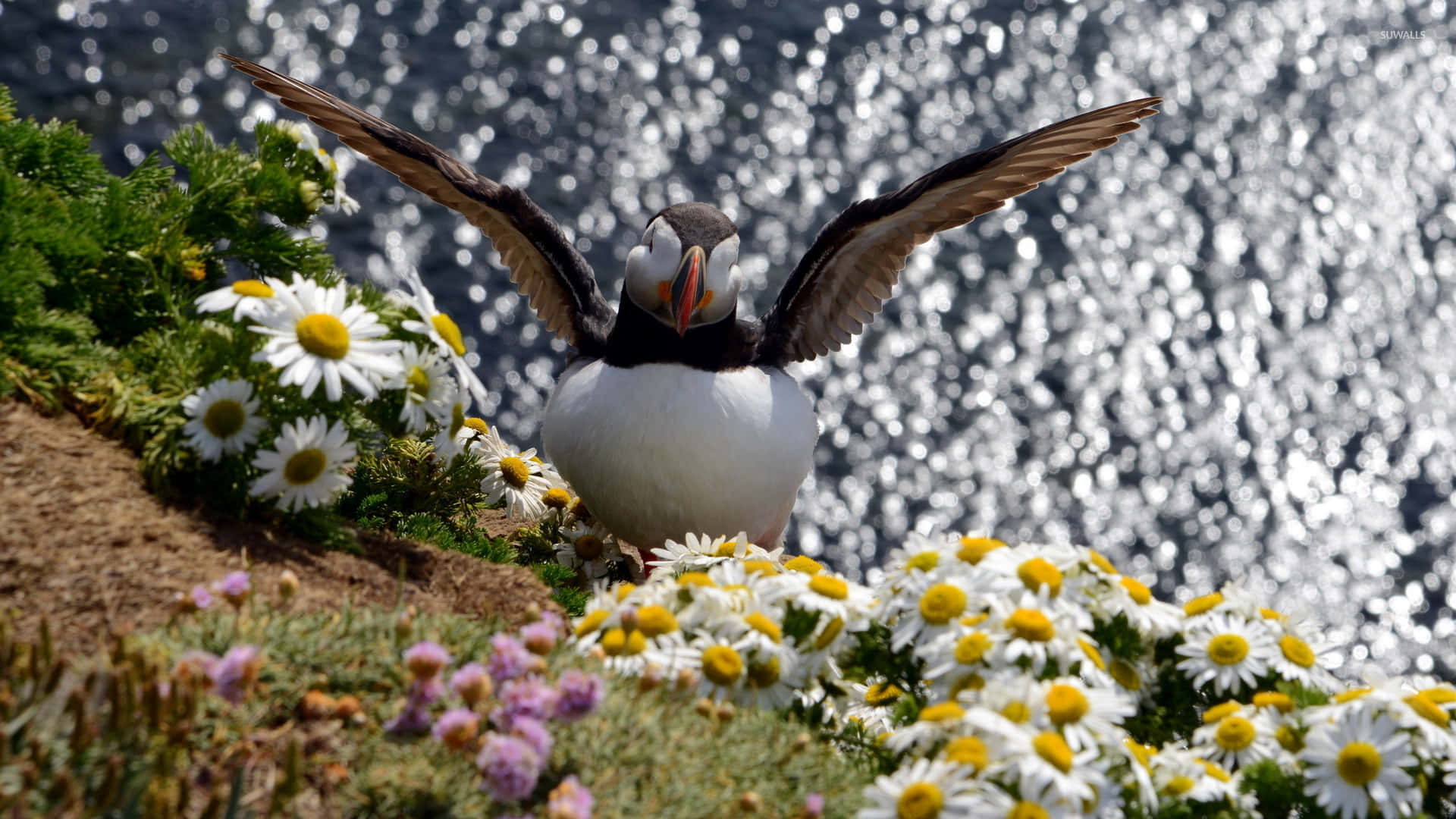 puffin, white daisies, purple flowers, Full HD Desktop Wallpaper