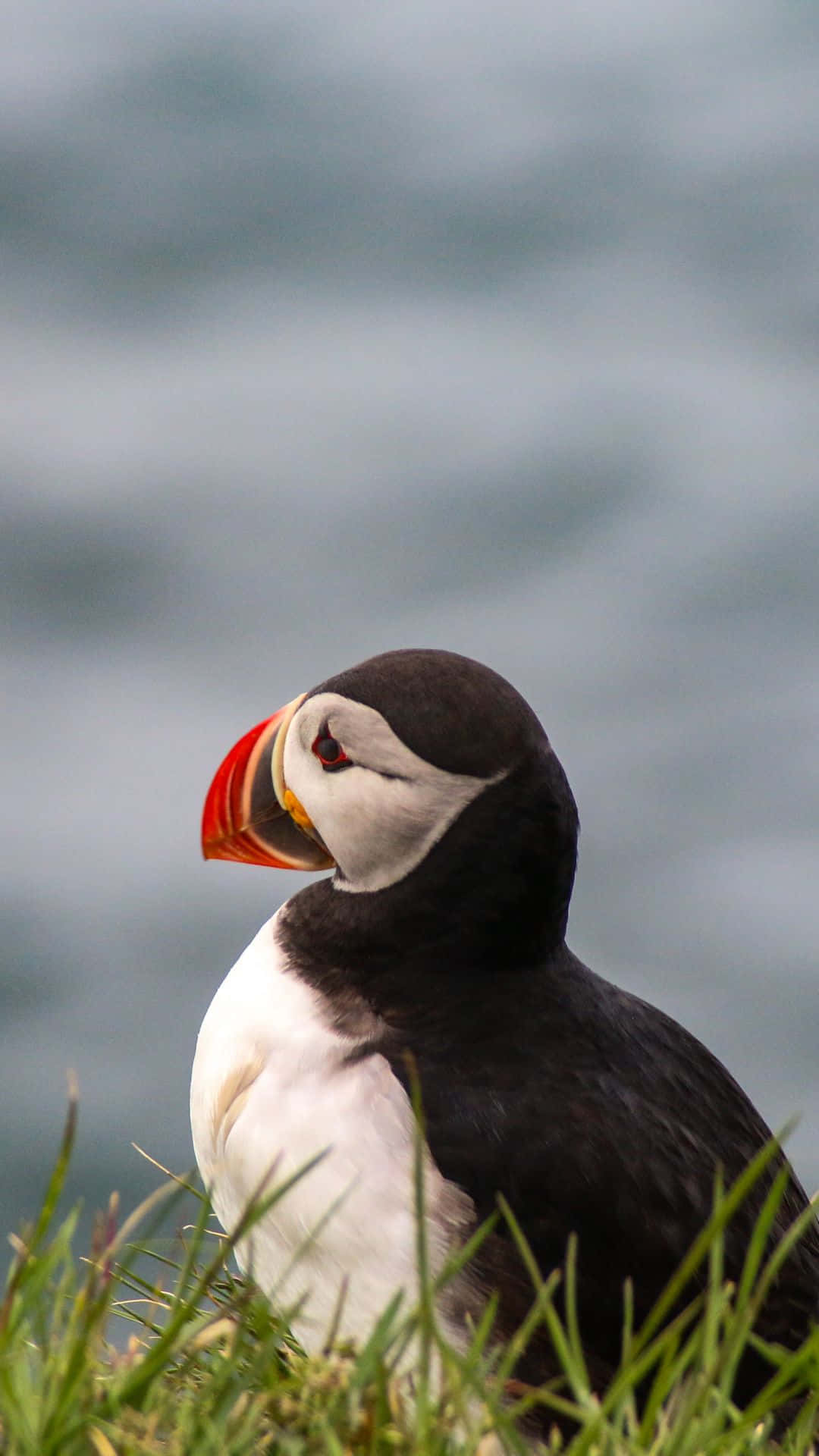 puffin, orange beak, green grass, Full HD Phone Wallpaper