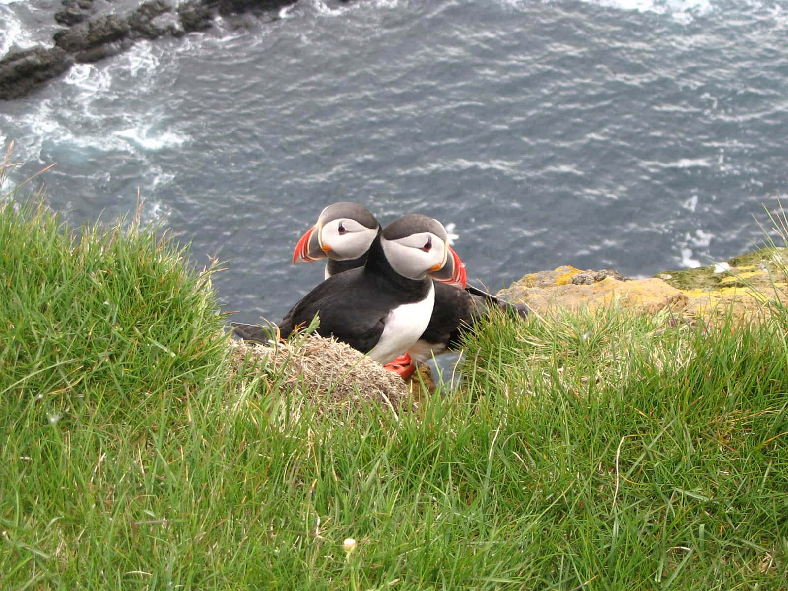 puffins, cliffside, grassy cliff edge, HD Desktop Wallpaper
