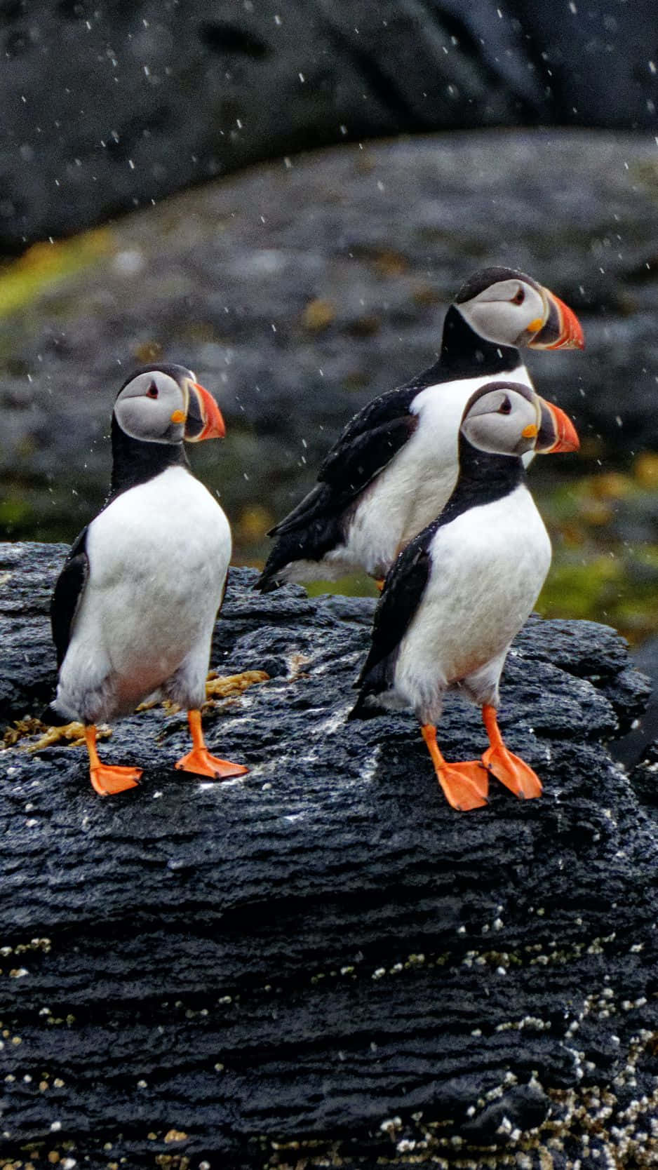 puffins, rocky outcrop, bright orange beaks, HD Phone Wallpaper