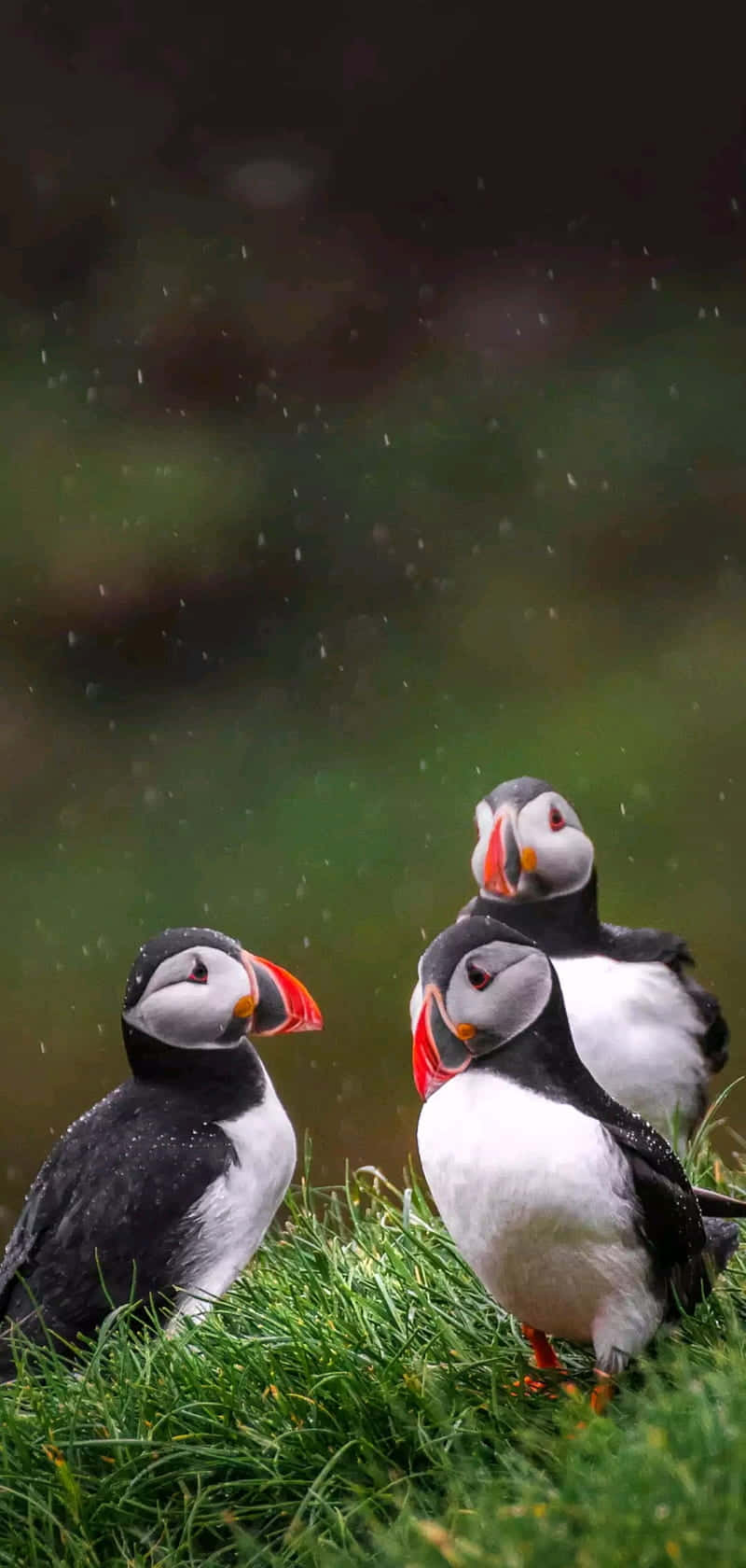 puffins, rainy grassland, bright orange beaks, HD Phone Wallpaper