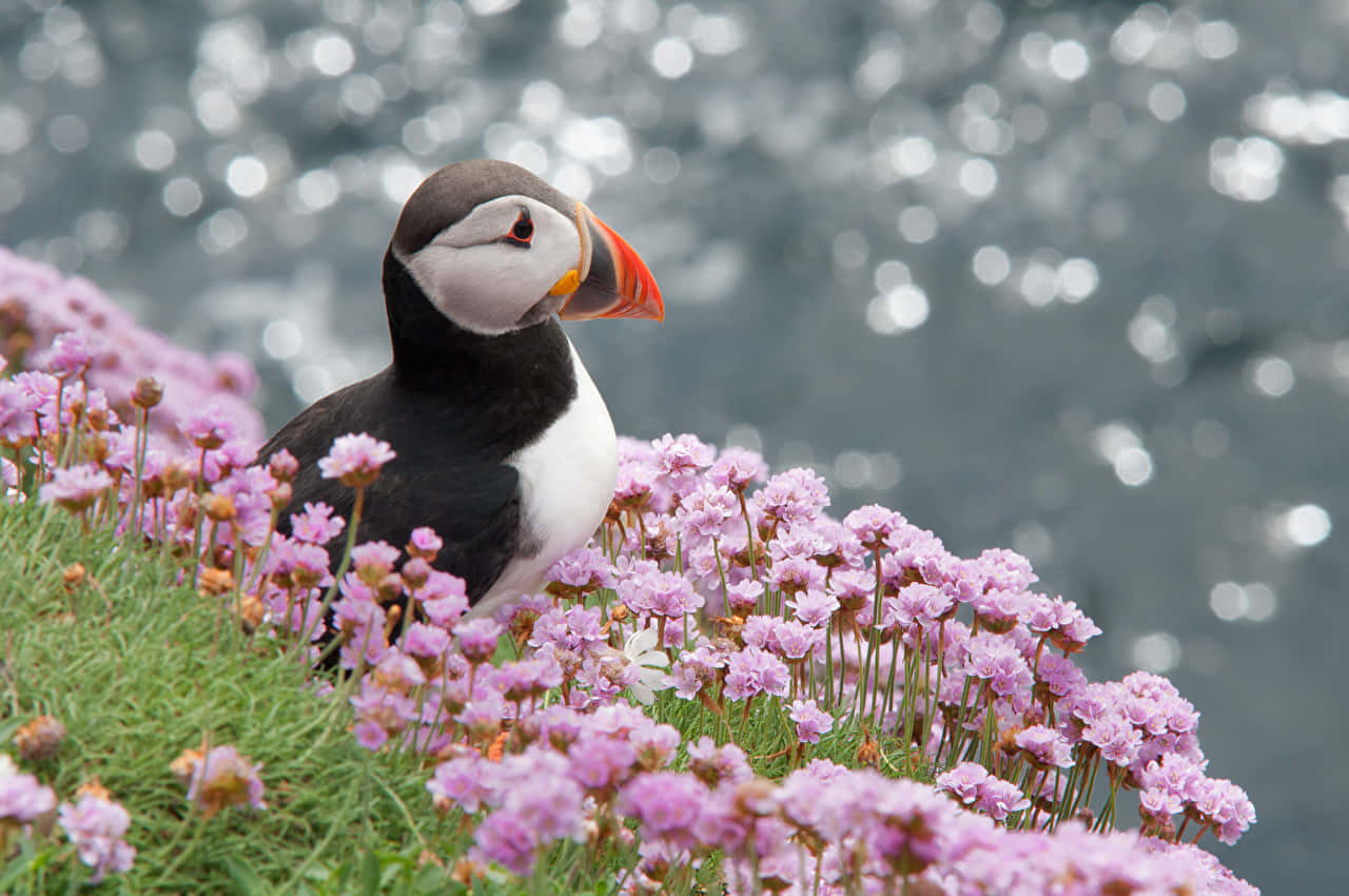 Puffin, purple flowers, oceanside, HD Desktop Wallpaper