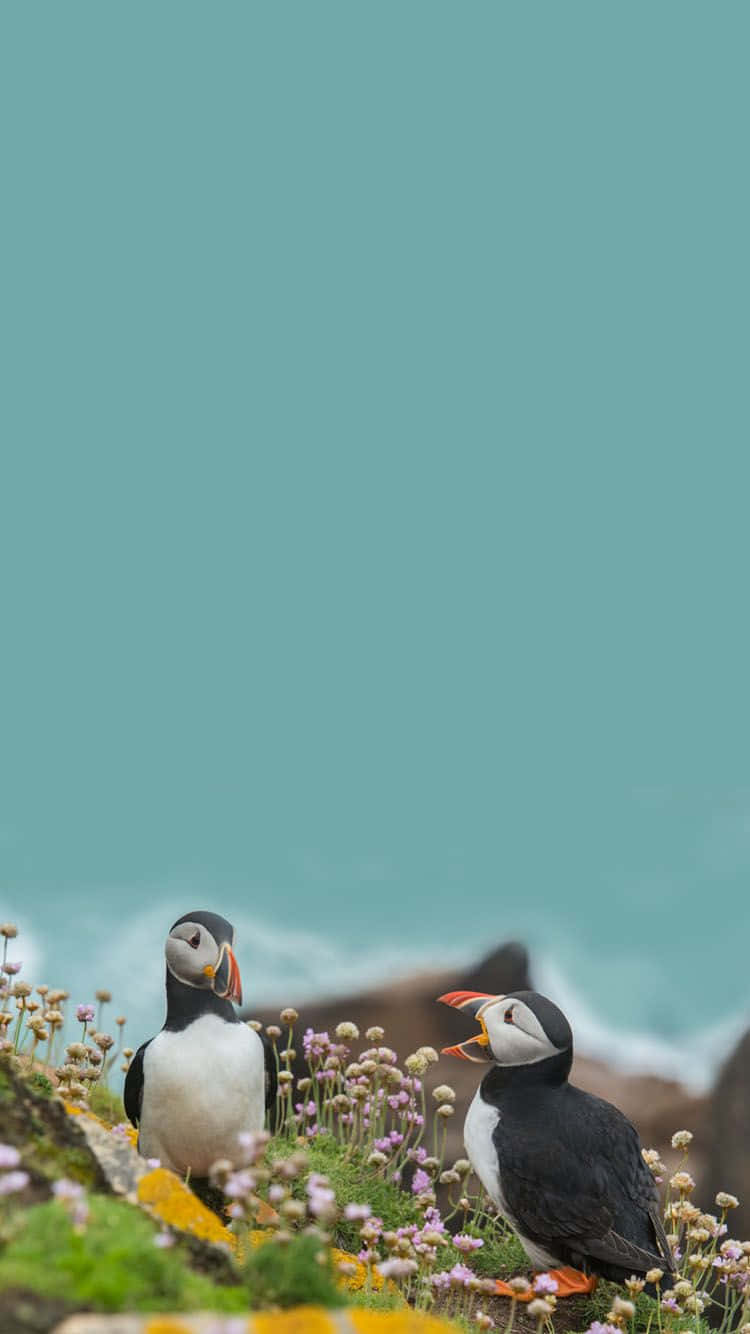 puffins, wildflower meadow, purple flowers, HD Phone Wallpaper