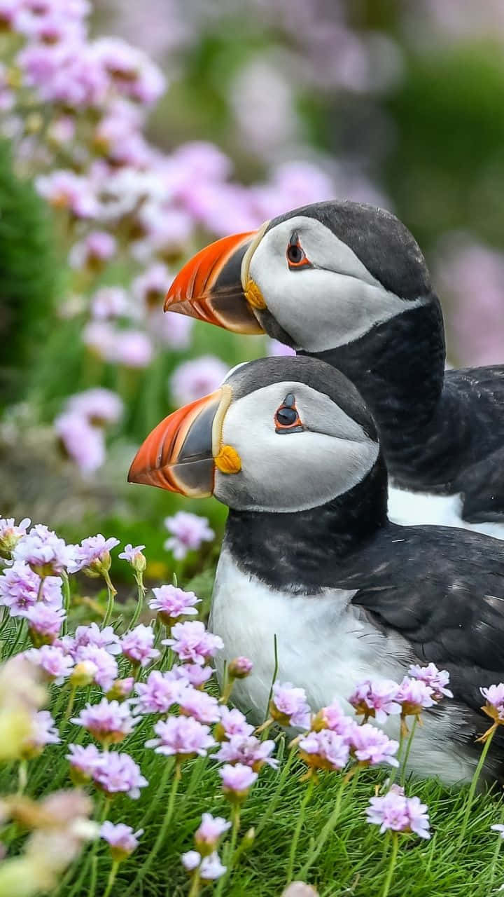 puffins, purple flowers, bright orange beaks, HD Phone Wallpaper