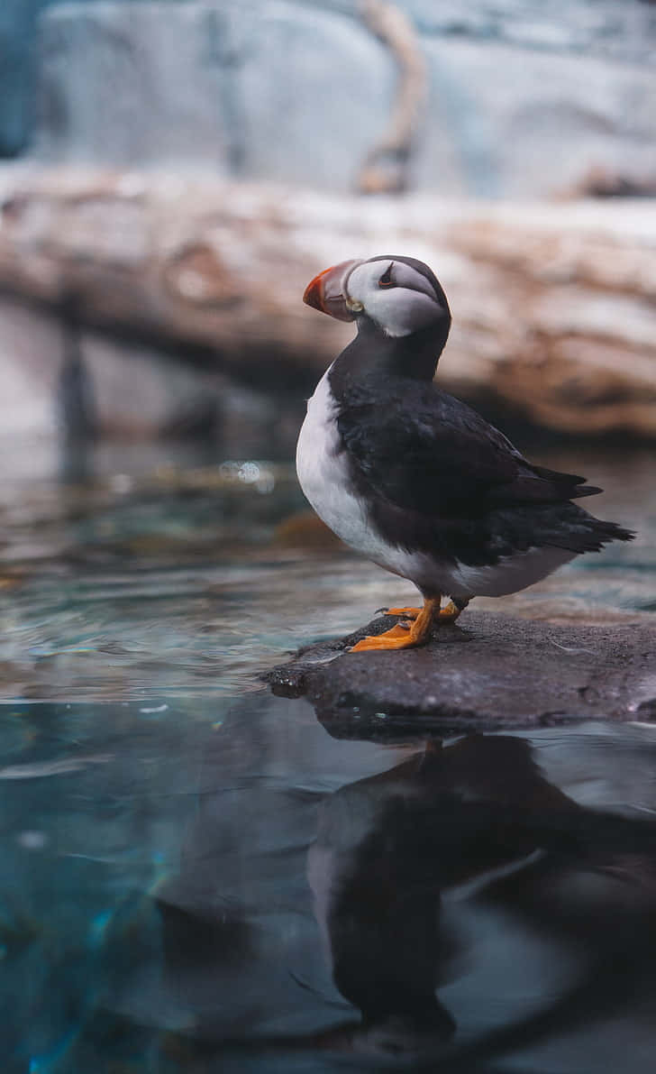 puffin, rock, clear water, SD Phone Wallpaper
