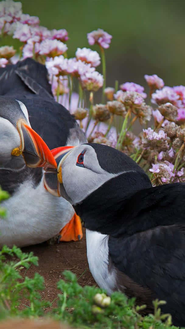 Puffin, bright orange beaks, pink flowering plants, SD Phone Wallpaper