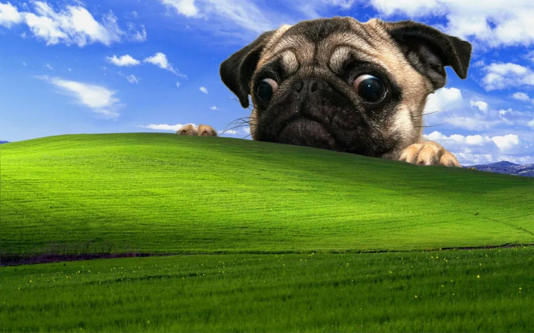 Pug Dog