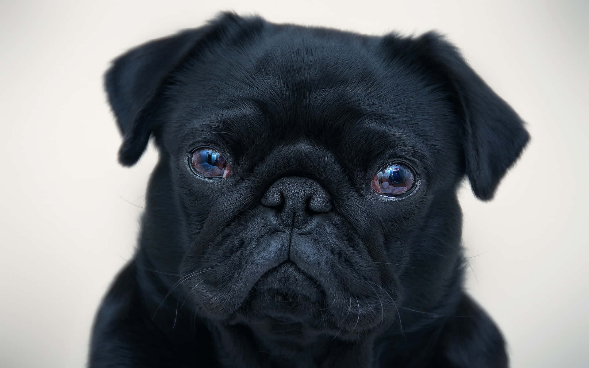 black pug dog, soulful blue eyes, close-up, Full HD Desktop Wallpaper