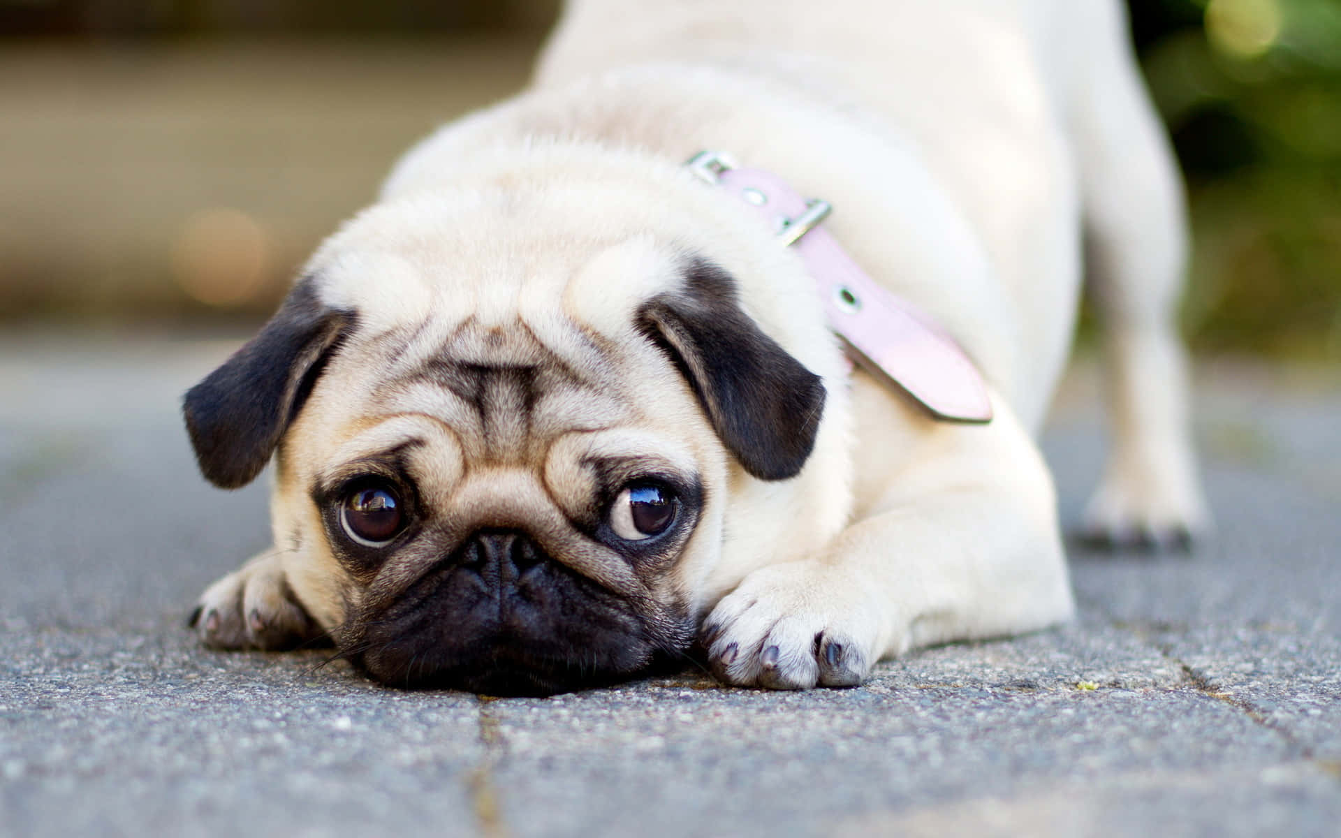 pug puppy, big soulful eyes, pavement, Full HD Desktop Wallpaper