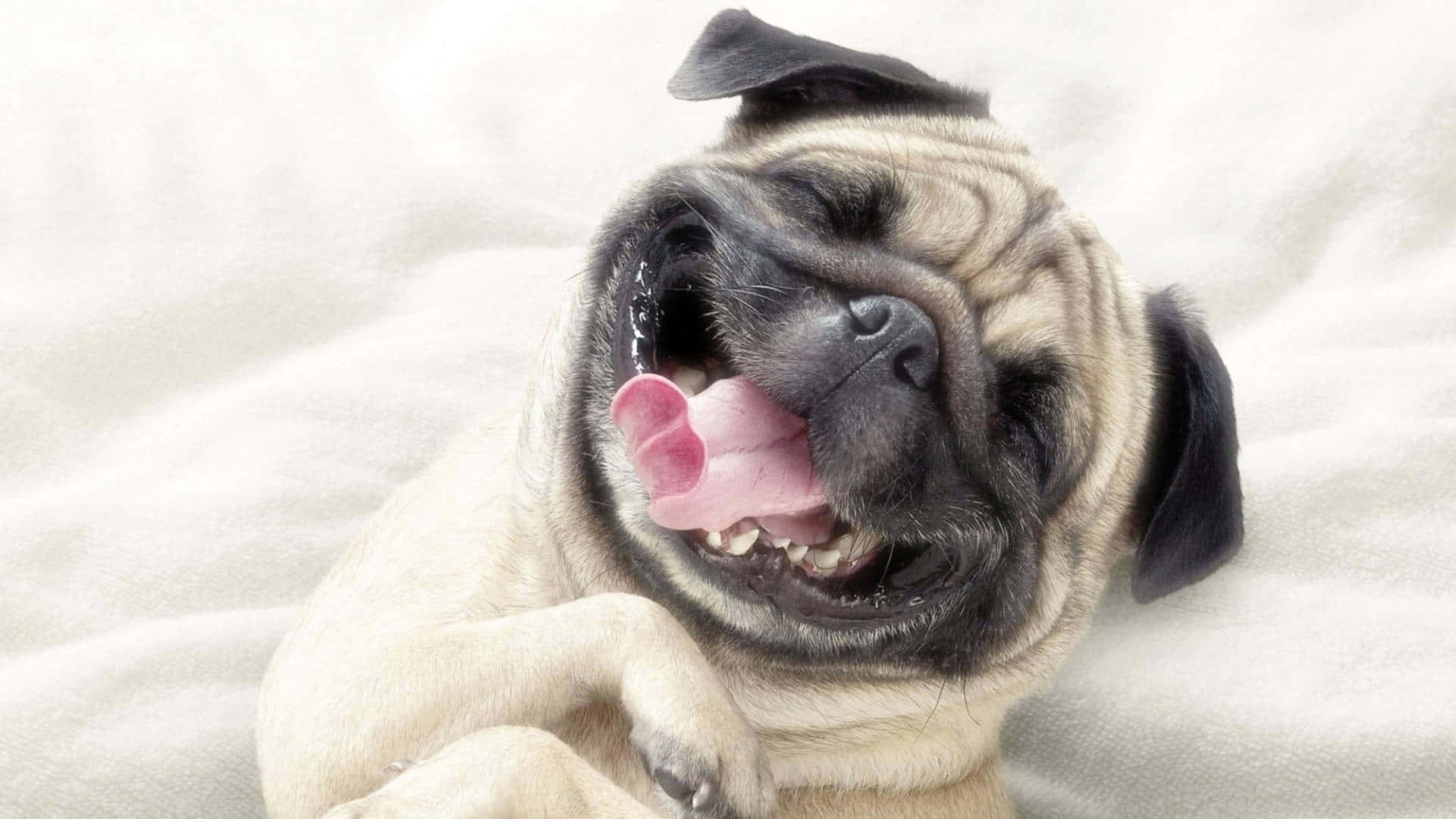 smiling face pug dog, pug puppy, wrinkled face, Full HD Desktop Wallpaper