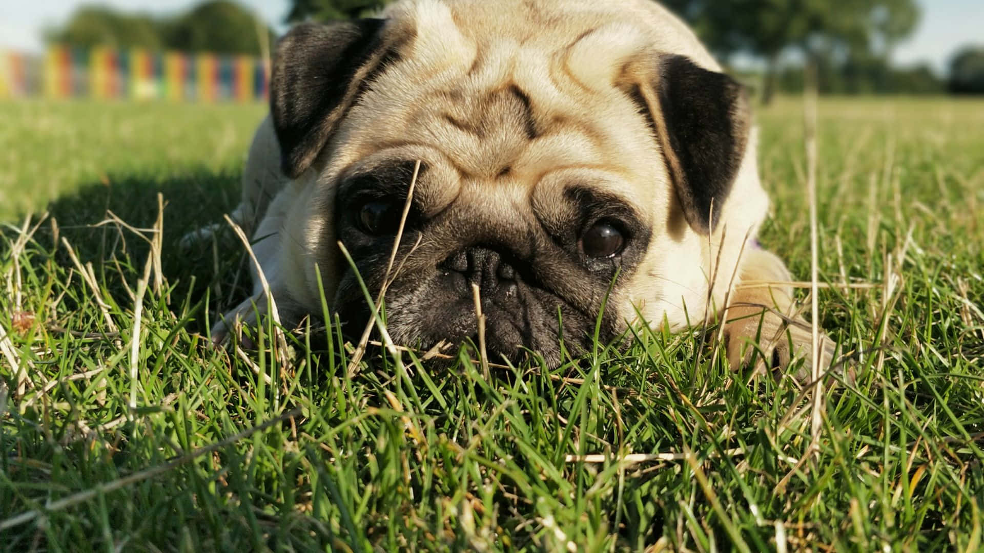 fawn pug dog, vibrant green grass, bright sunlight, Full HD Desktop Wallpaper