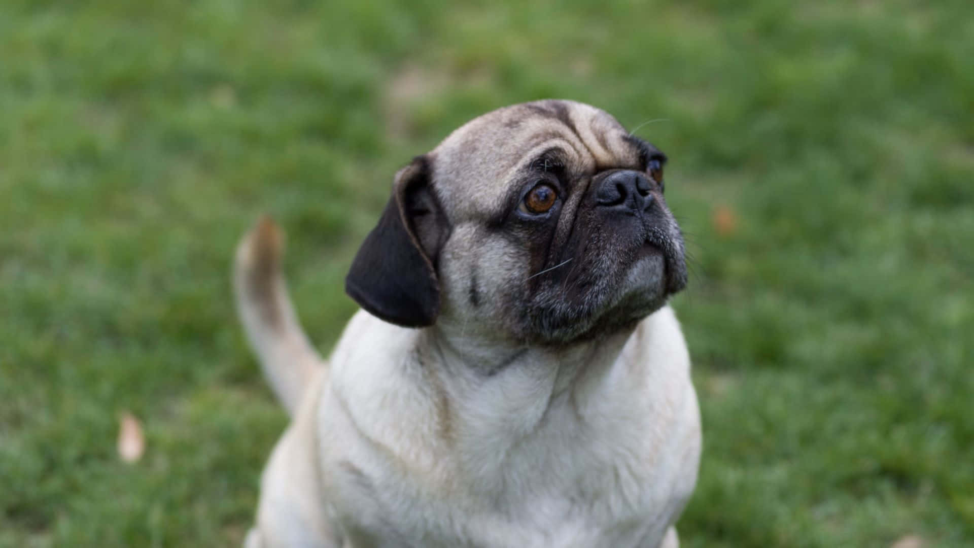 fawn pug, dark ears, expressive eyes, Full HD Desktop Wallpaper