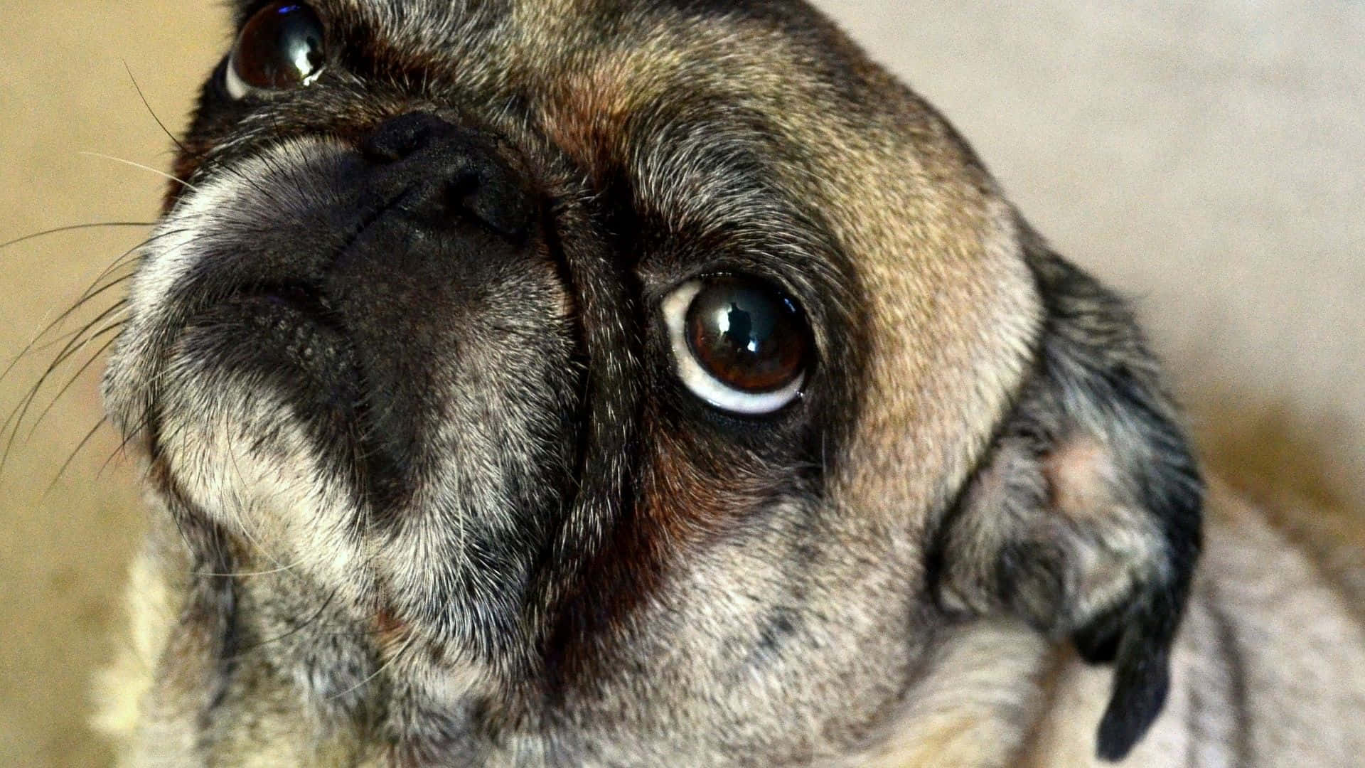 pug dog, soulful brown eyes, wrinkled muzzle, Full HD Desktop Wallpaper