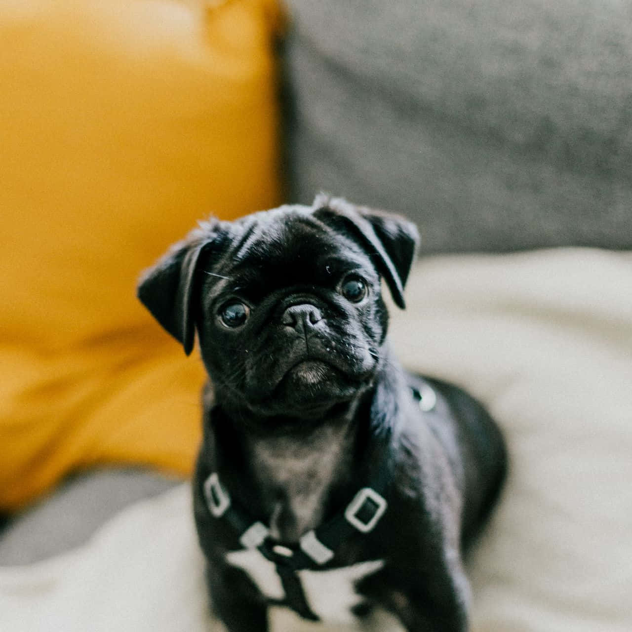 black pug puppy, white harness, cozy couch, HD Desktop Wallpaper