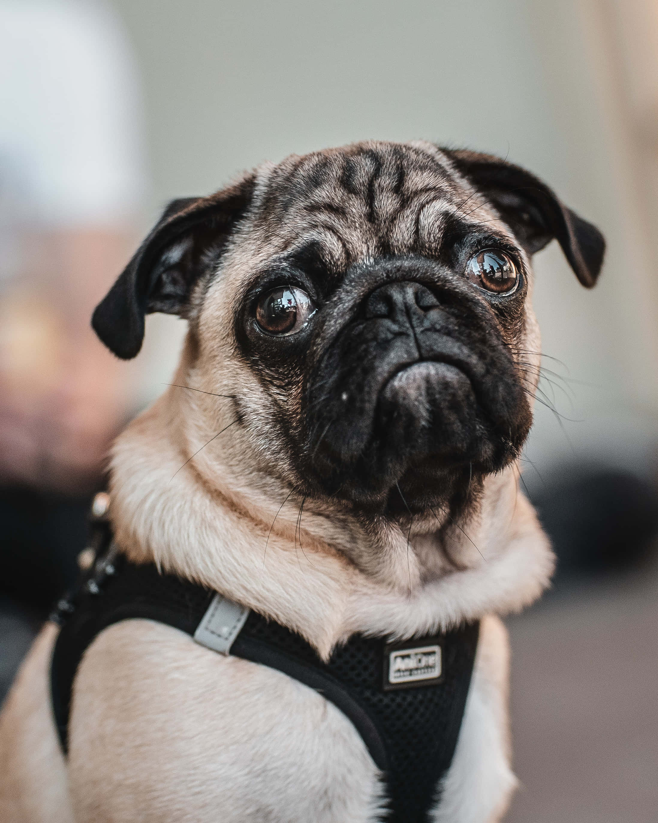 pug dog, black harness, wrinkled pug, 2K Phone Wallpaper