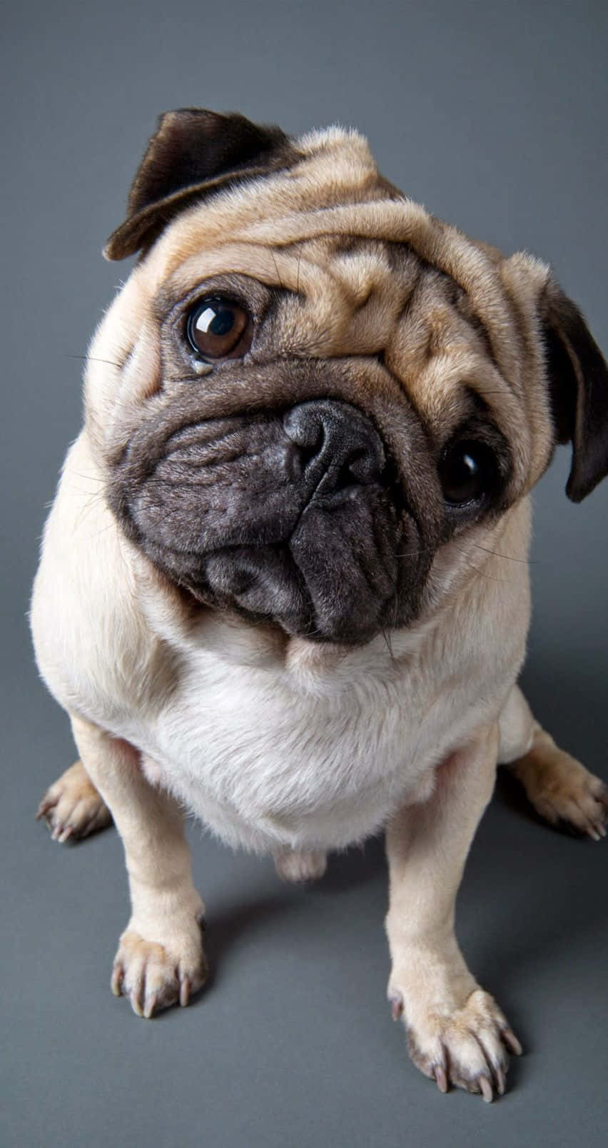 fawn pug, wrinkled face, dark eyes, HD Phone Wallpaper