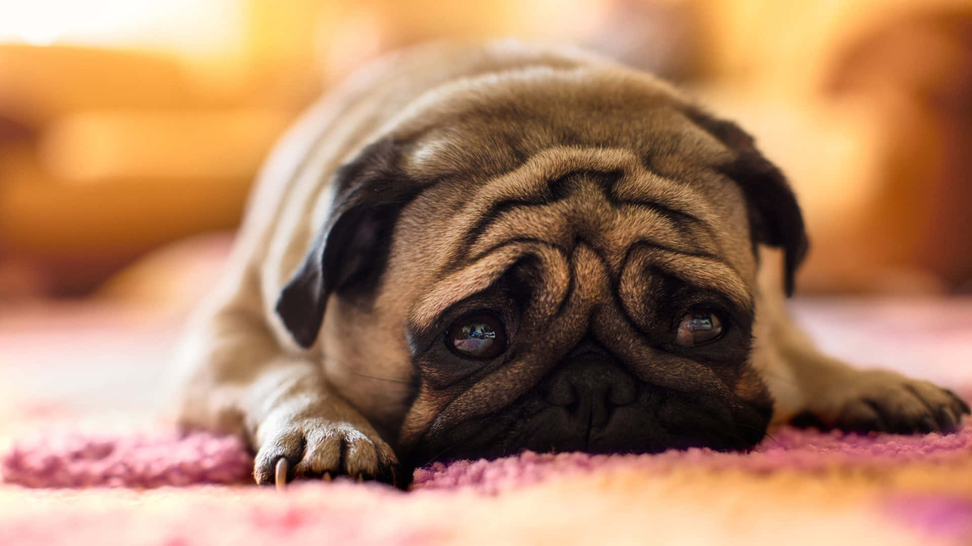 fawn pug dog, pink textured rug, soft golden background lighting, Full HD Desktop Wallpaper