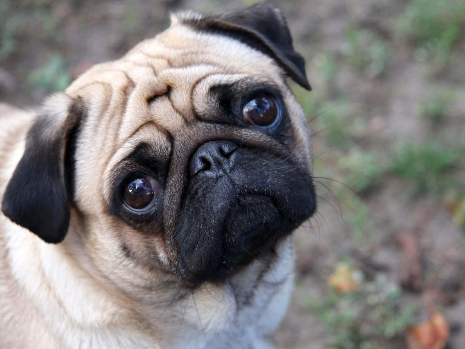 fawn pug, wrinkled face, soulful eyes, HD Desktop Wallpaper