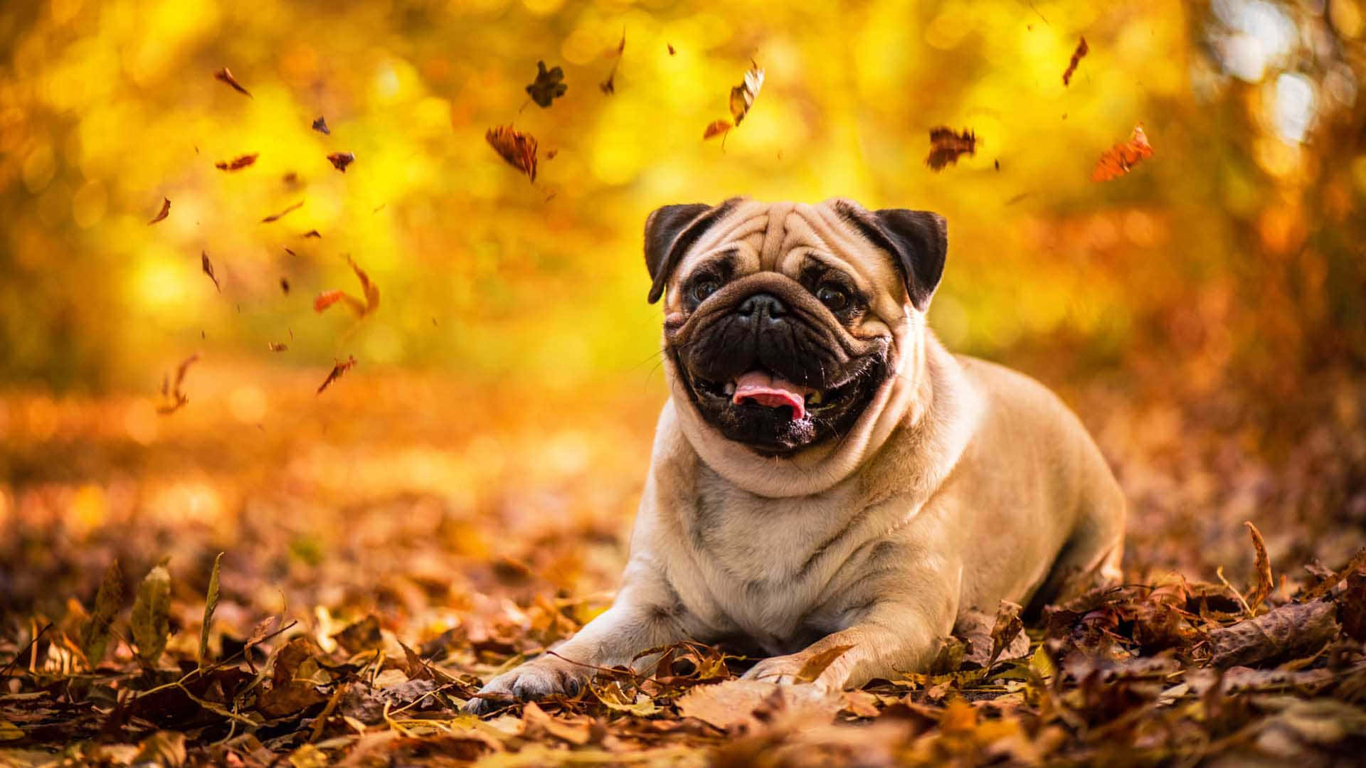 Pug Dog, golden autumn leaves, falling foliage, Full HD Desktop Wallpaper