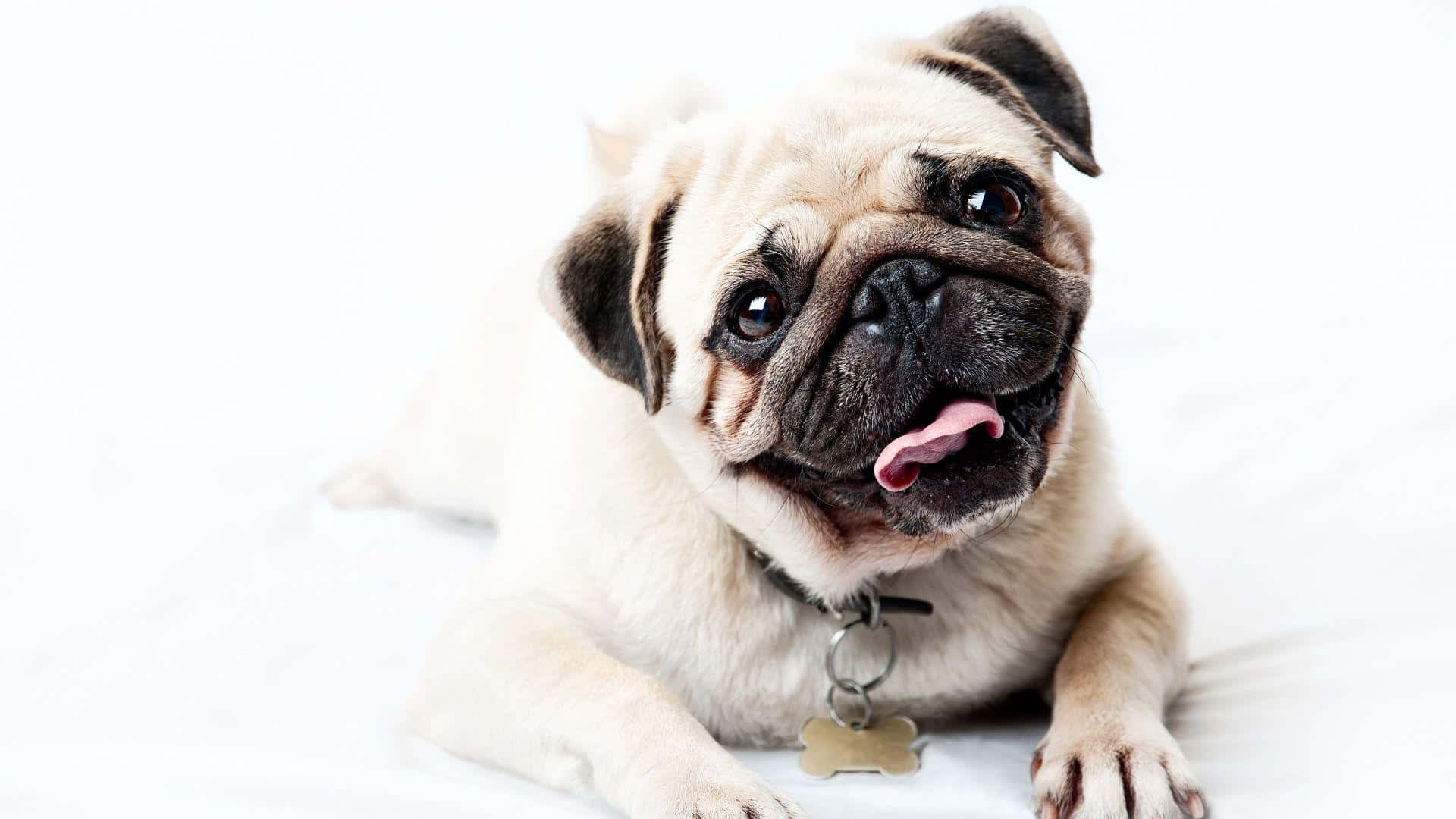 cute pug dog, wrinkled face, pink tongue, Full HD Desktop Wallpaper