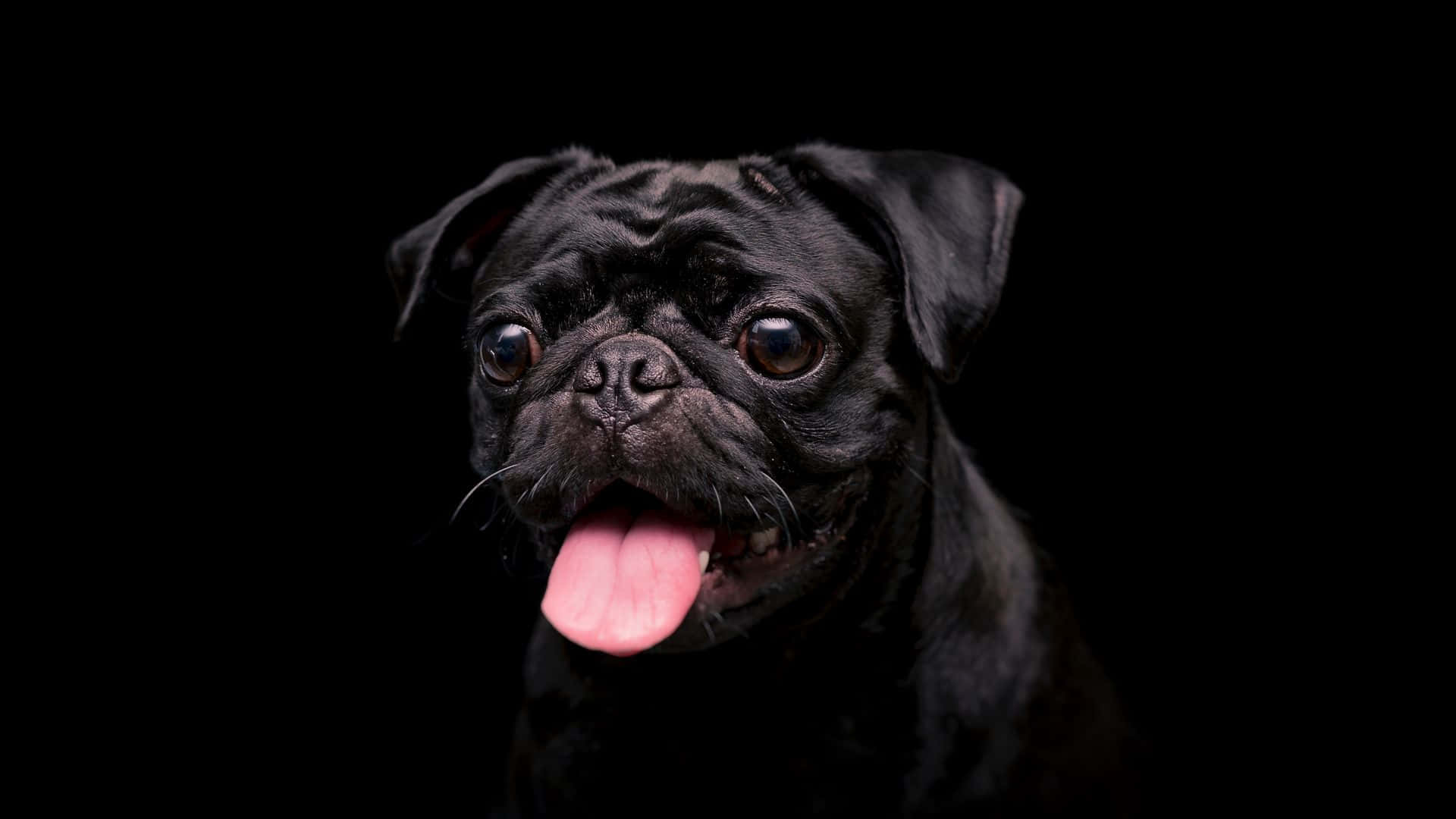 black pug dog, pink tongue, pure black background, Full HD Desktop Wallpaper